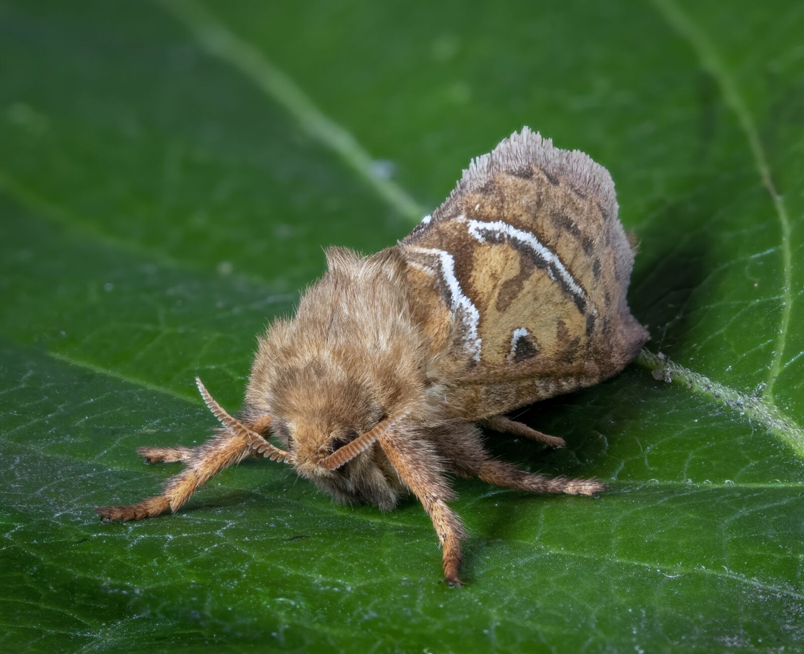 Canon EOS 800D (EOS Rebel T7i / EOS Kiss X9i) sample photo. Moth, insect, wings photography