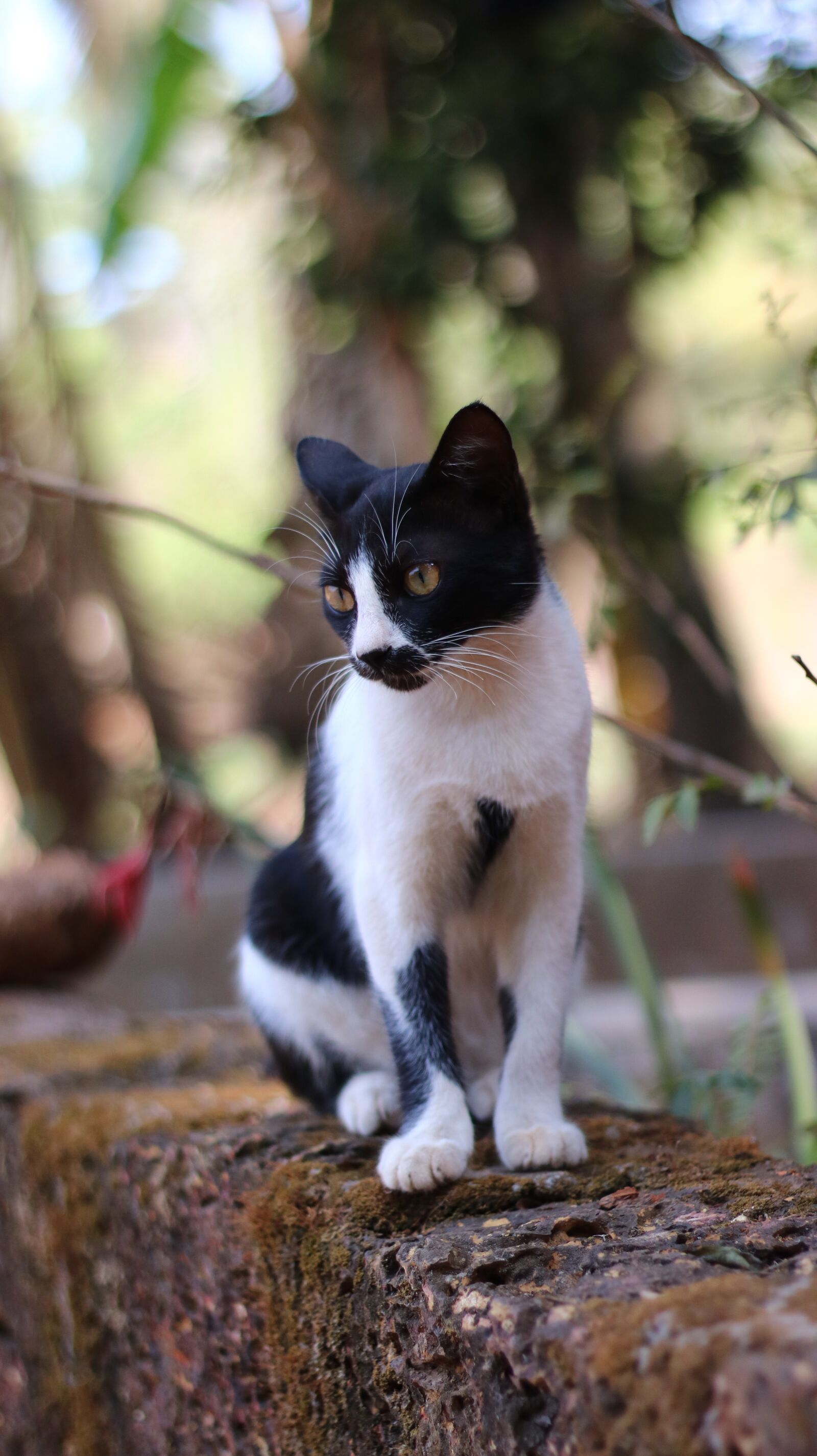 Canon EF 50mm F1.8 II sample photo. Cat, kitten, animal photography