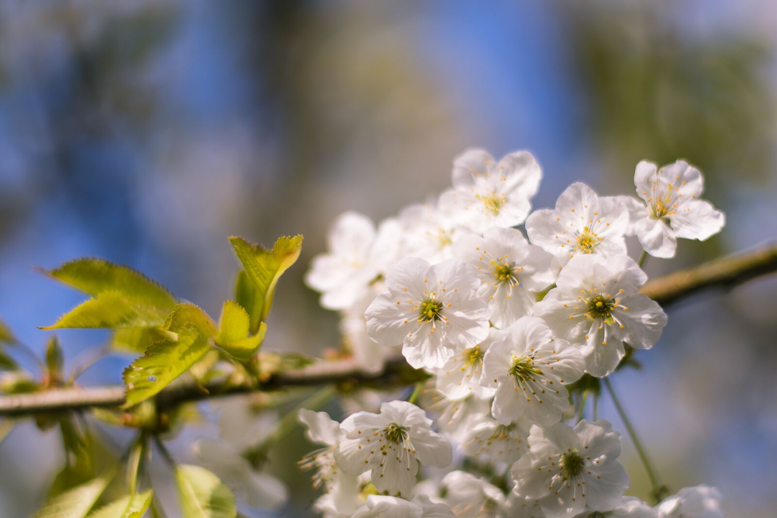 Nikon D500 sample photo. Flower, nature, plant photography