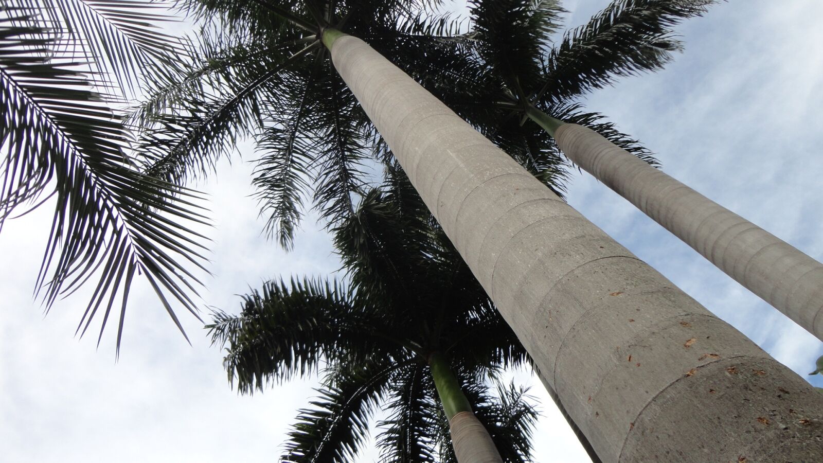 Sony Cyber-shot DSC-W570 sample photo. Coconut tree, light, ceu photography
