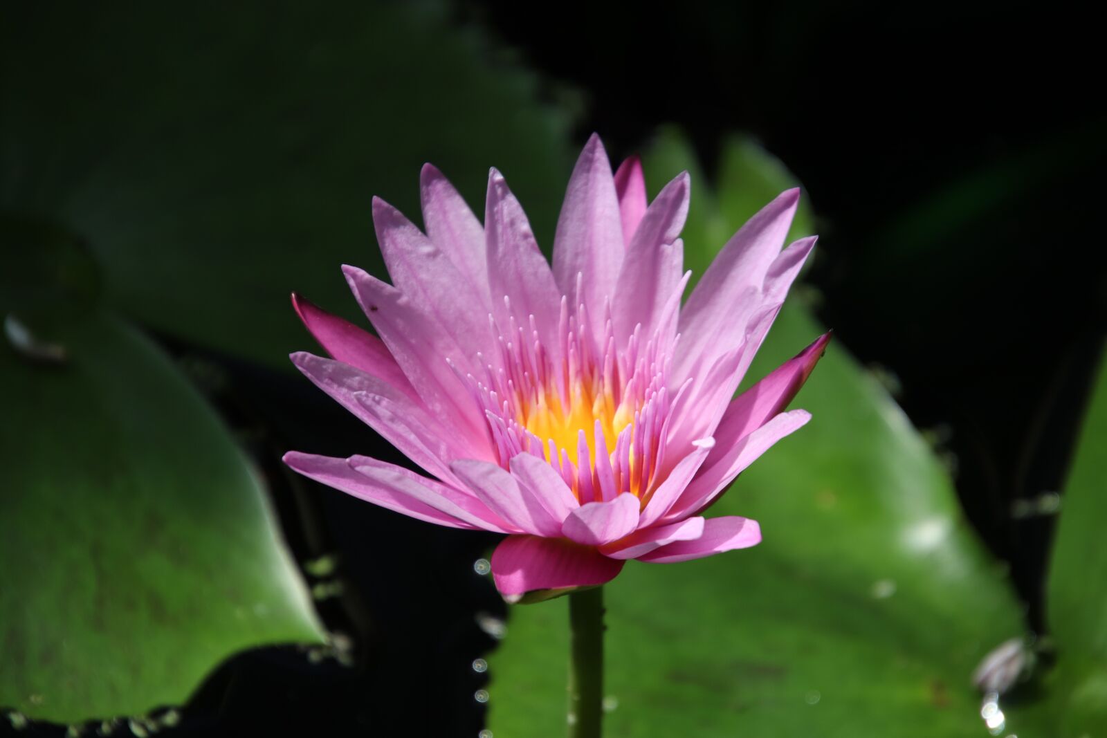Canon EOS 800D (EOS Rebel T7i / EOS Kiss X9i) sample photo. Water lily, water plants photography
