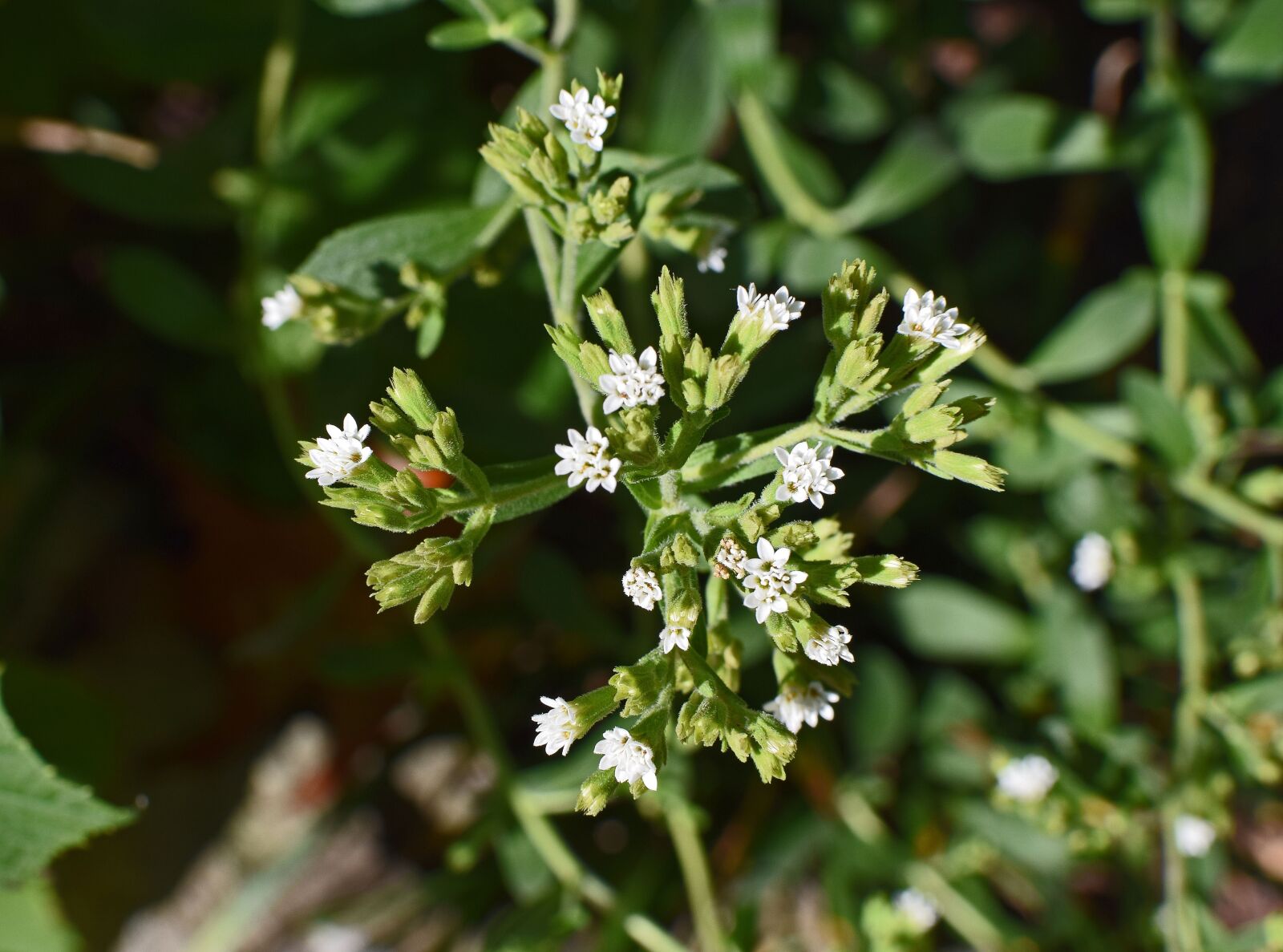 Nikon D3300 sample photo. Stevia flowers, buds, flower photography