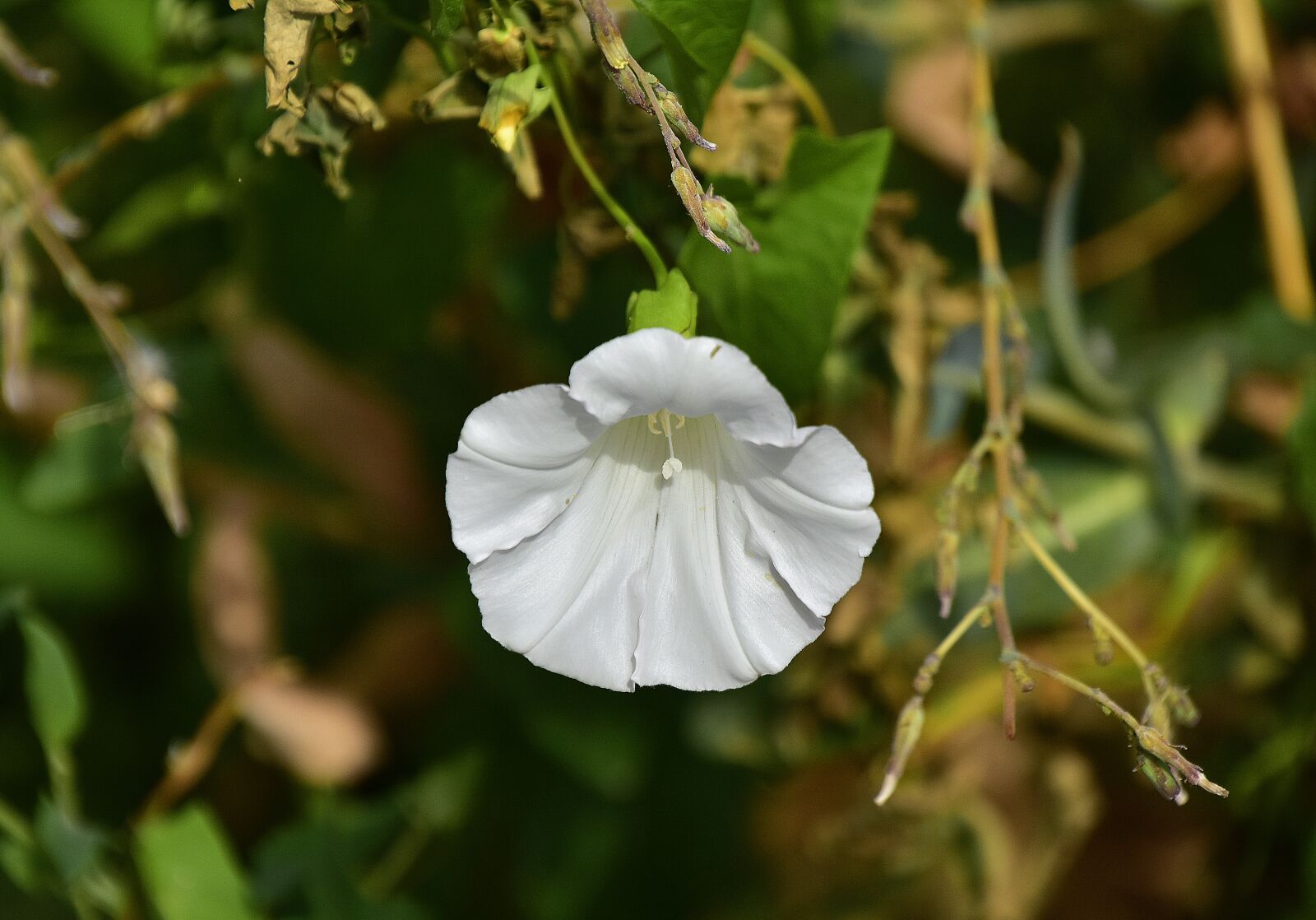 Nikon D7200 sample photo. Flower, nature, plant photography