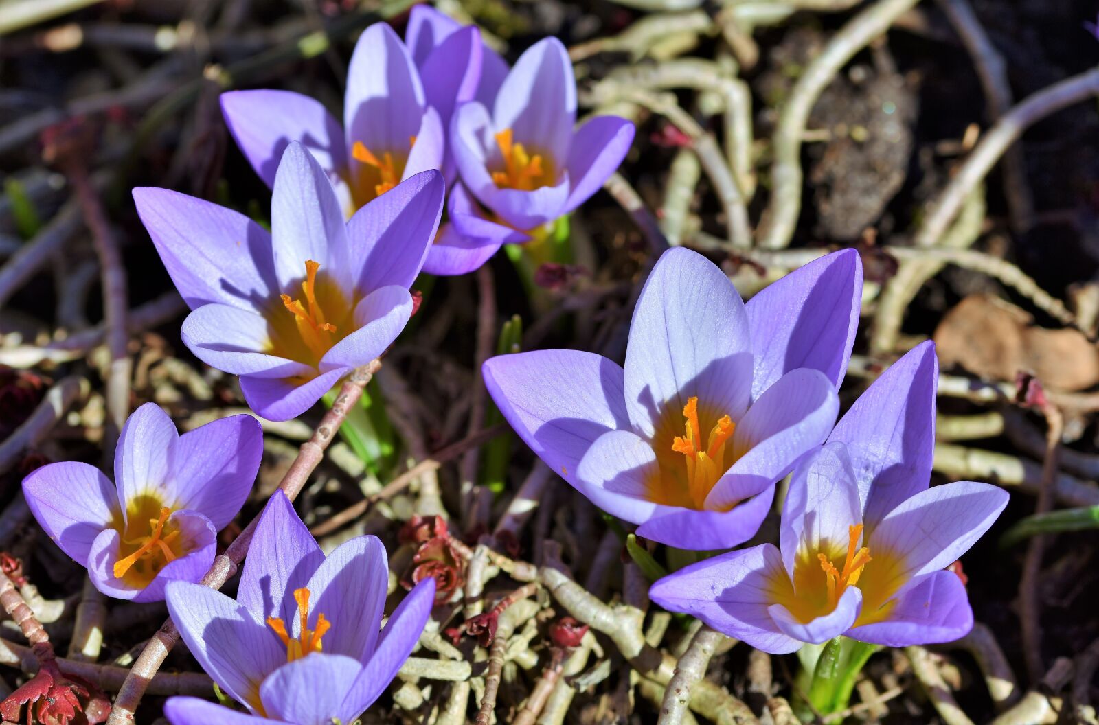 Nikon D7200 sample photo. Crocus, early bloomer, blossom photography