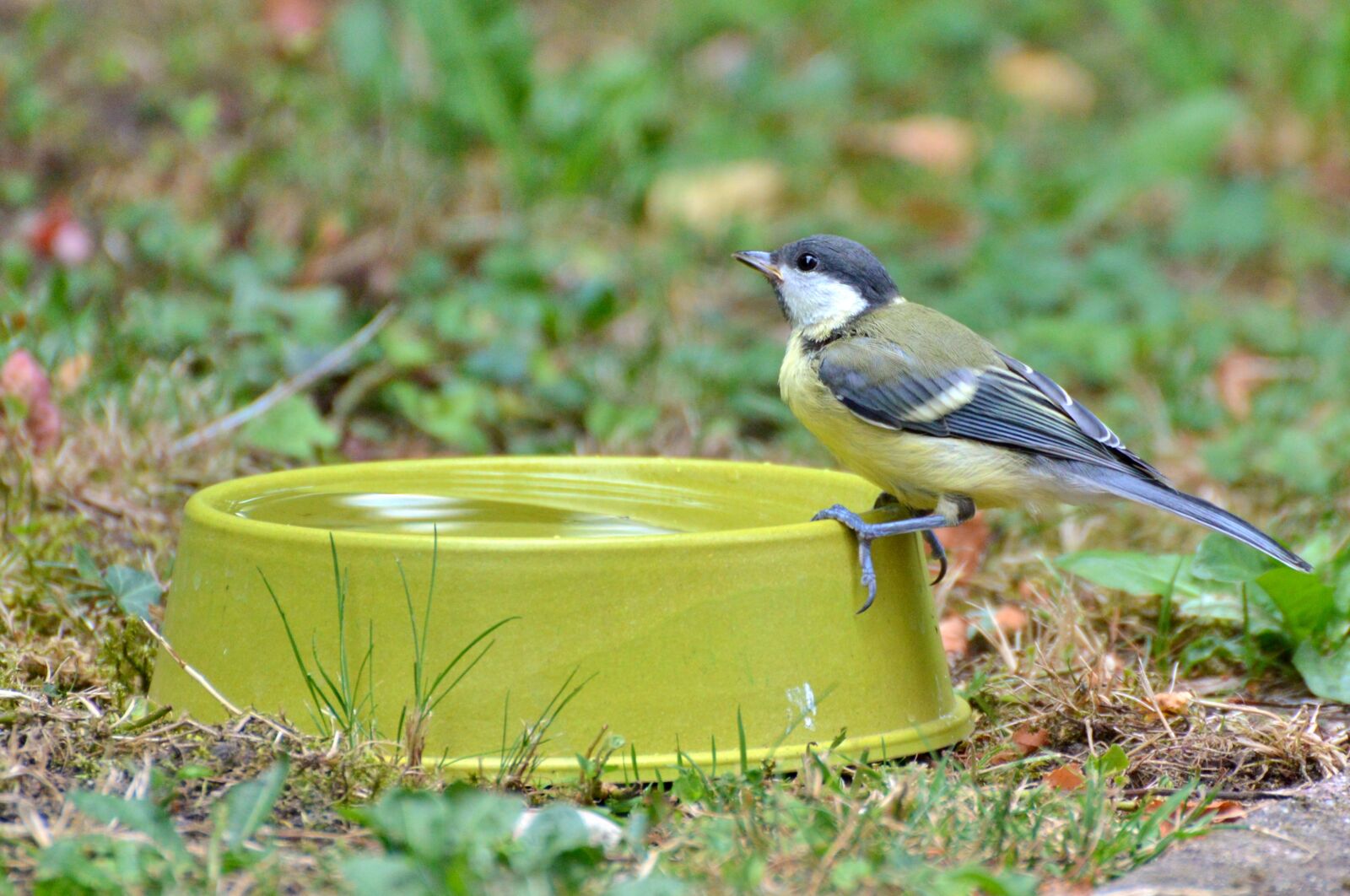 Nikon D3200 sample photo. Tit, bird, songbird photography