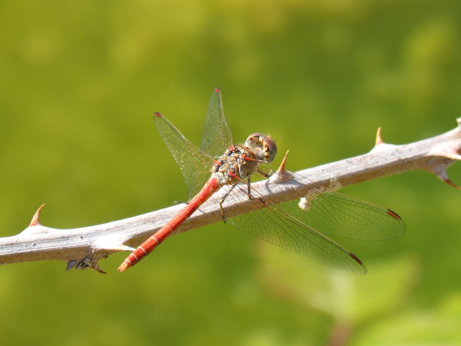 Panasonic DMC-FZ62 sample photo. Dragonfly, red dragonfly, sympetrum photography