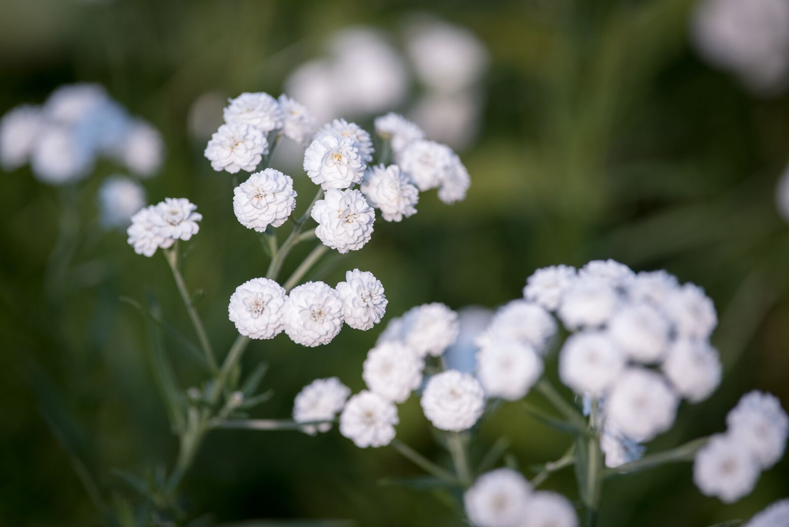 Nikon D750 sample photo. Ranunculus aconitifolius, eisenhut-crowfoot, flower photography