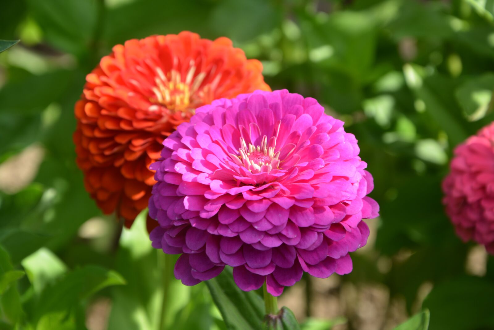 Nikon D5200 sample photo. Flower, flowers, petals photography