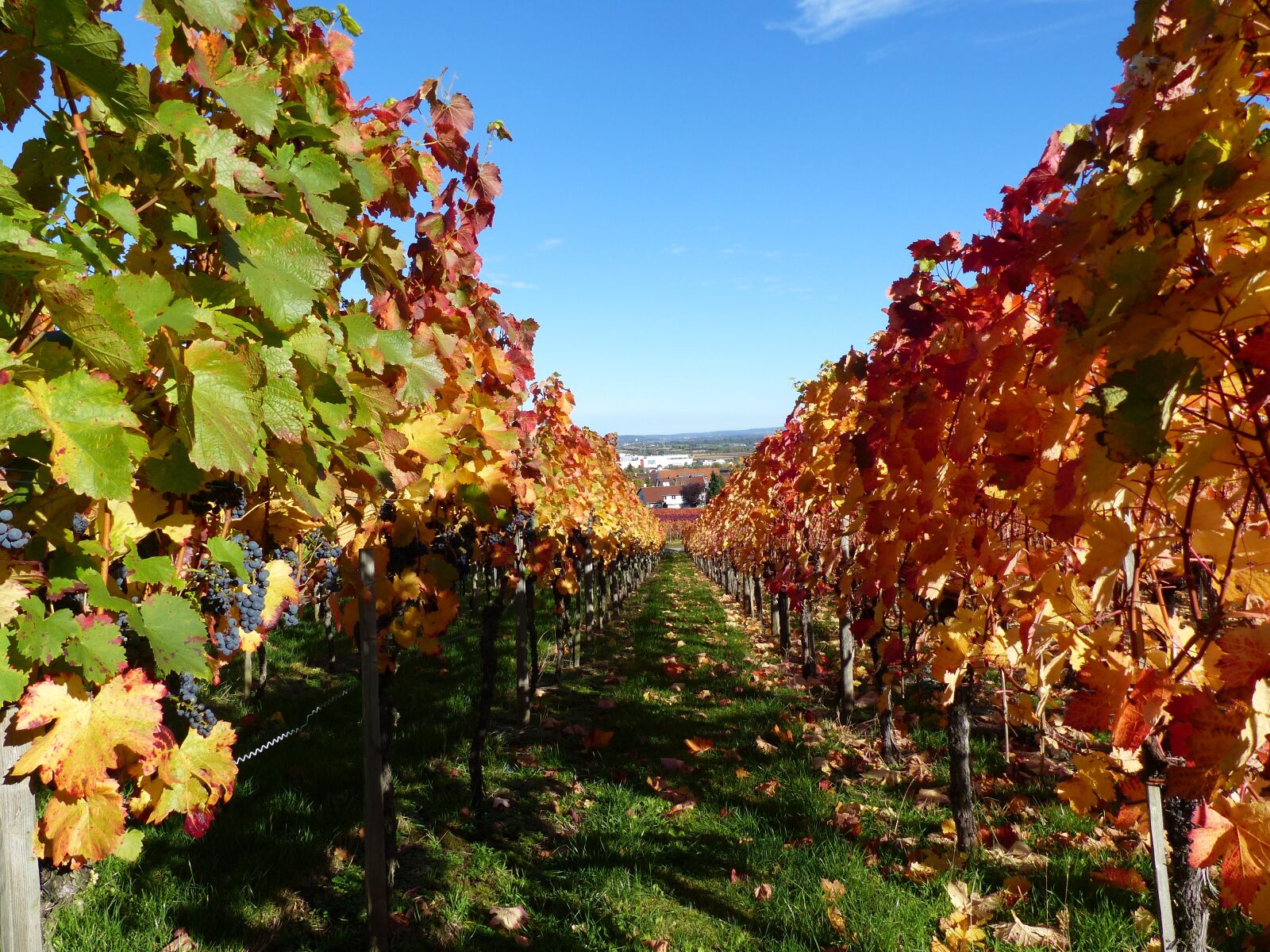 Panasonic Lumix DMC-FZ200 sample photo. Vineyard, grapes, nature photography
