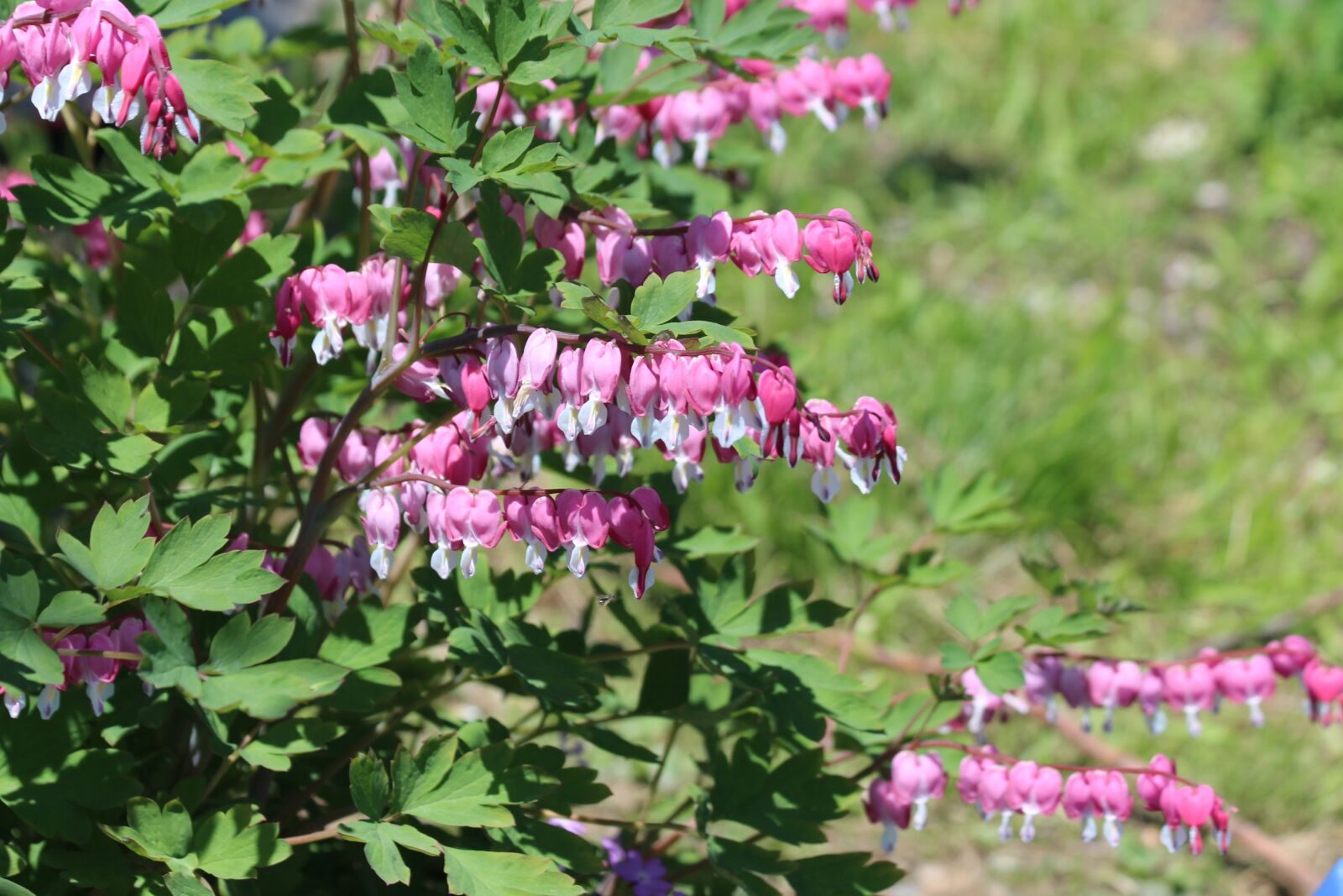 Canon EOS 650D (EOS Rebel T4i / EOS Kiss X6i) sample photo. The bleeding heart, dicentra photography