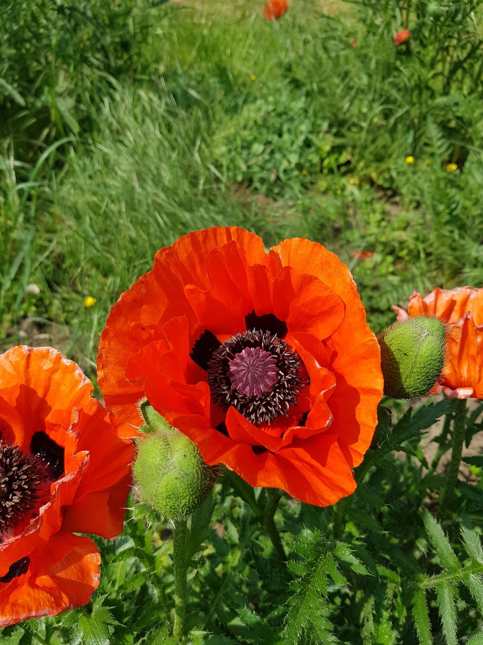 Samsung Galaxy S7 sample photo. Poppy, plant, flower photography