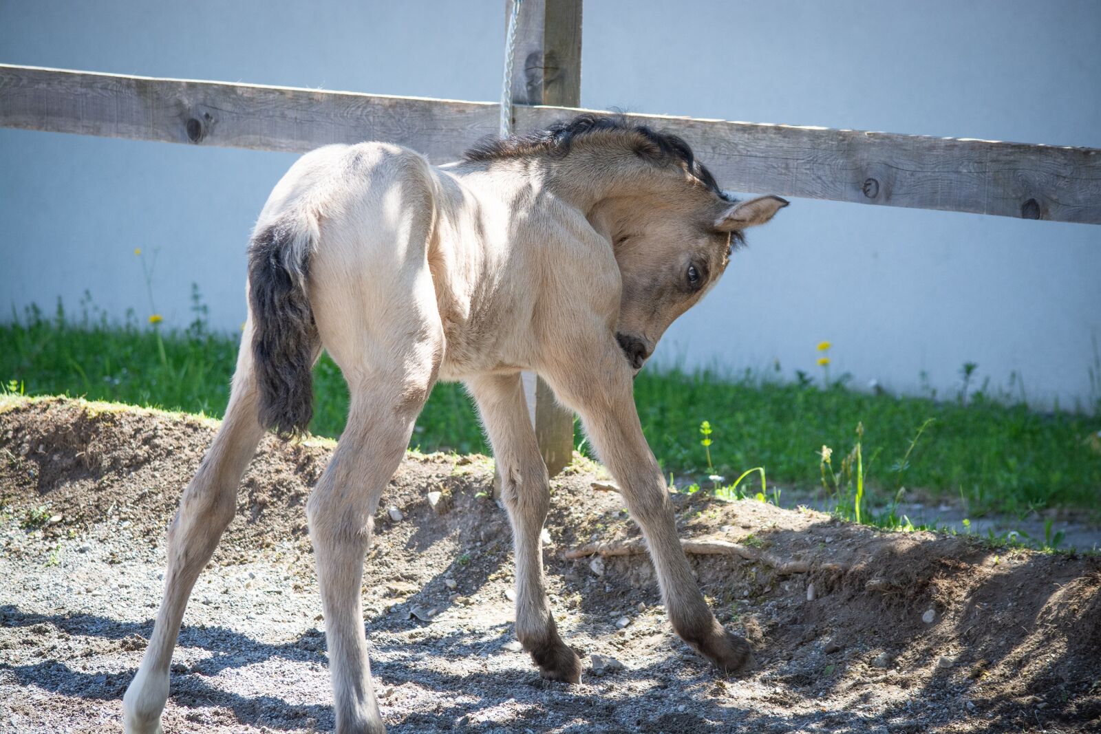 Nikon D7100 sample photo. Foal, horse, pony photography