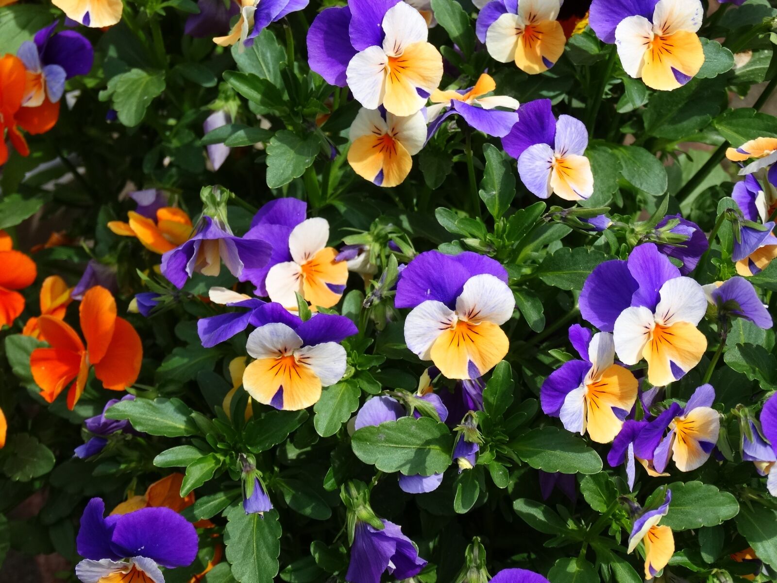 Sony Cyber-shot DSC-HX300 sample photo. Flowers, flower, purple flower photography