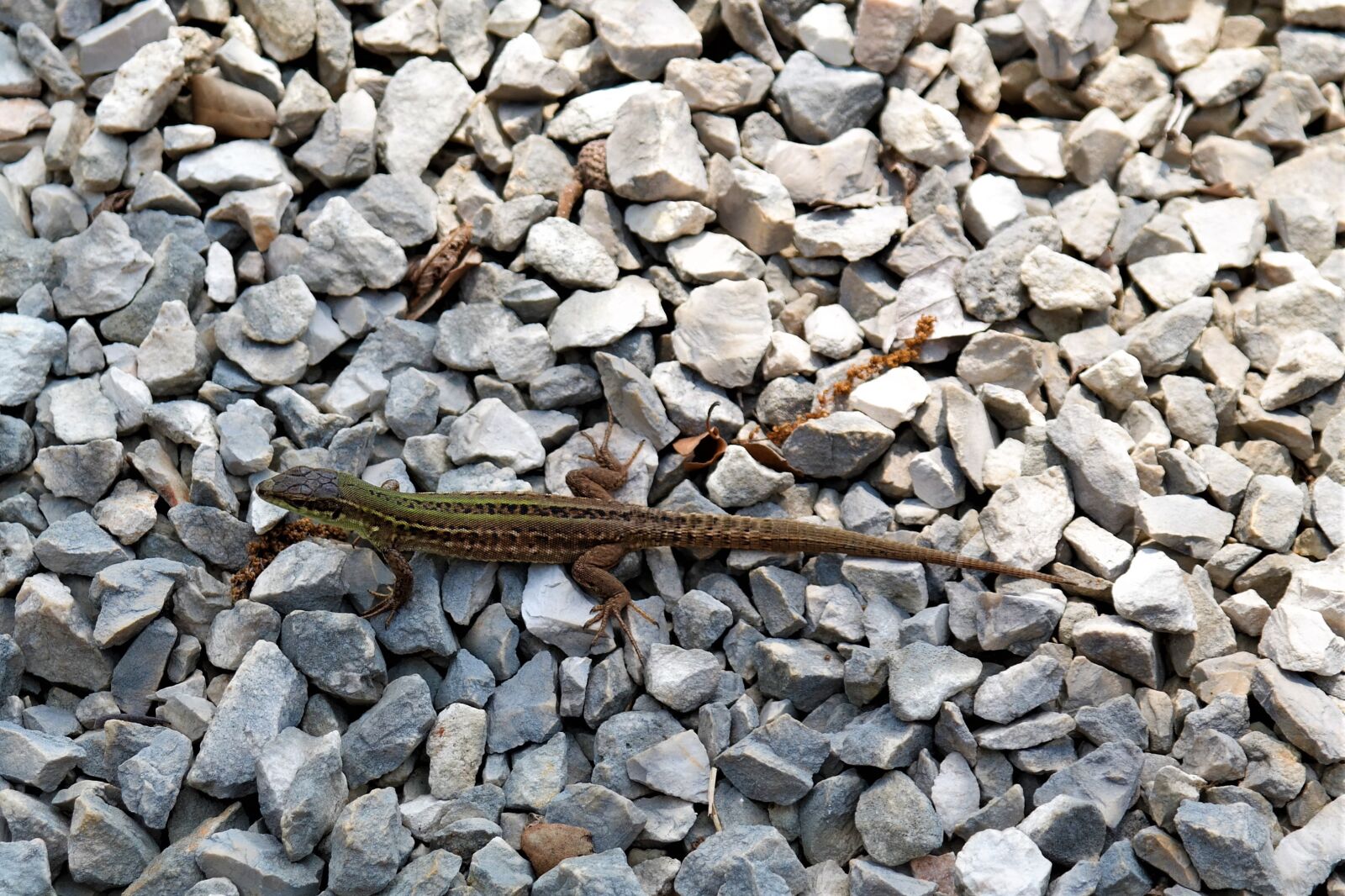 Samsung NX30 + NX 18-55mm F3.5-5.6 sample photo. Lizard, reptile, animal photography