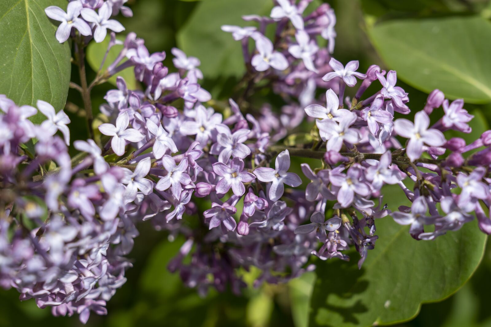 Sony FE 24-105mm F4 G OSS sample photo. Lilac, garden, nature photography