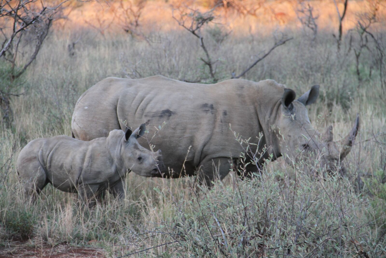 Canon EOS 7D sample photo. Rhino, endangered, family photography