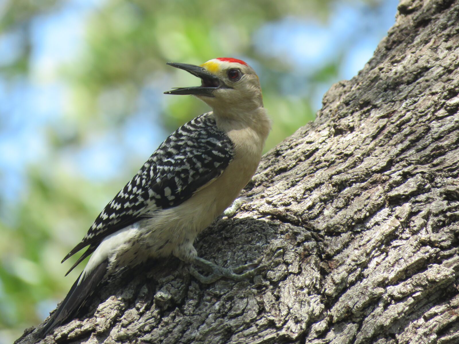 Canon PowerShot SX60 HS sample photo. Woodpecker, bird, wildlife photography