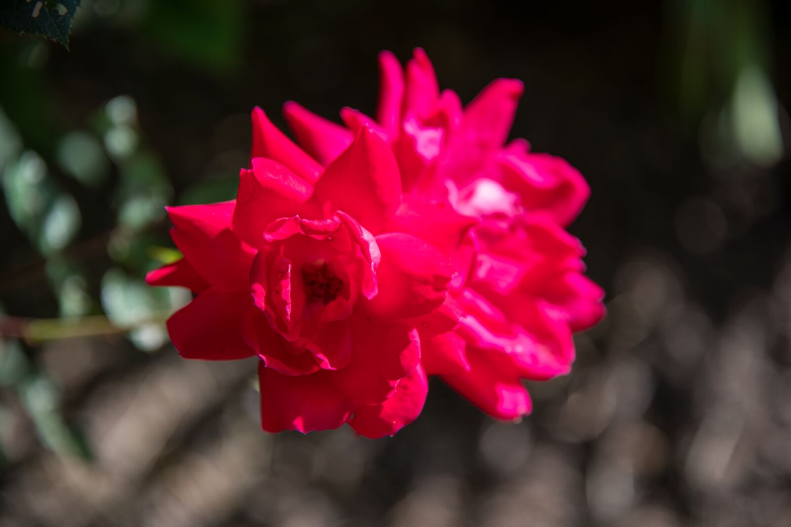 Nikon D850 sample photo. Rose, rose bush, roses photography