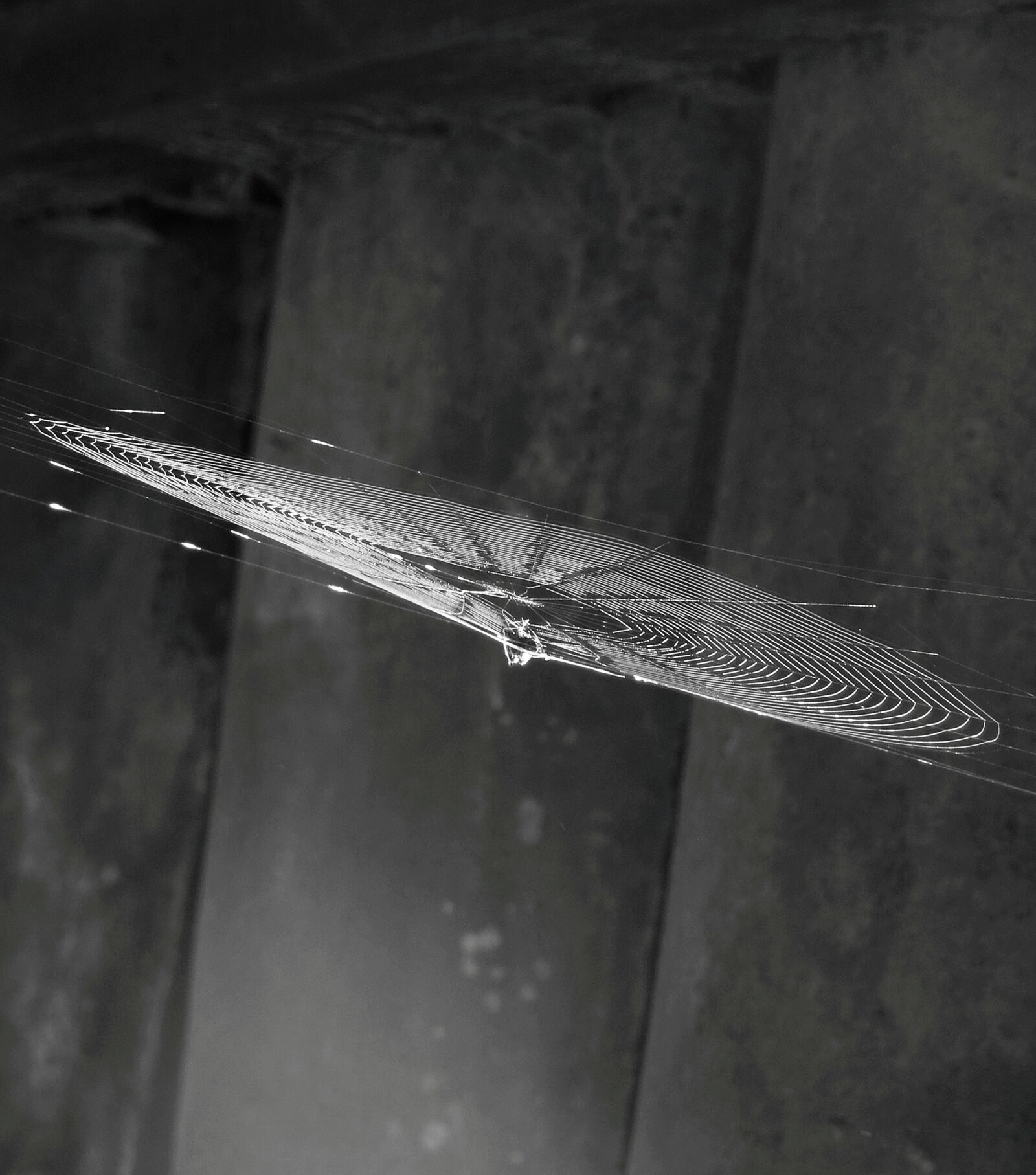 Canon PowerShot SX50 HS sample photo. Image, black and white photography