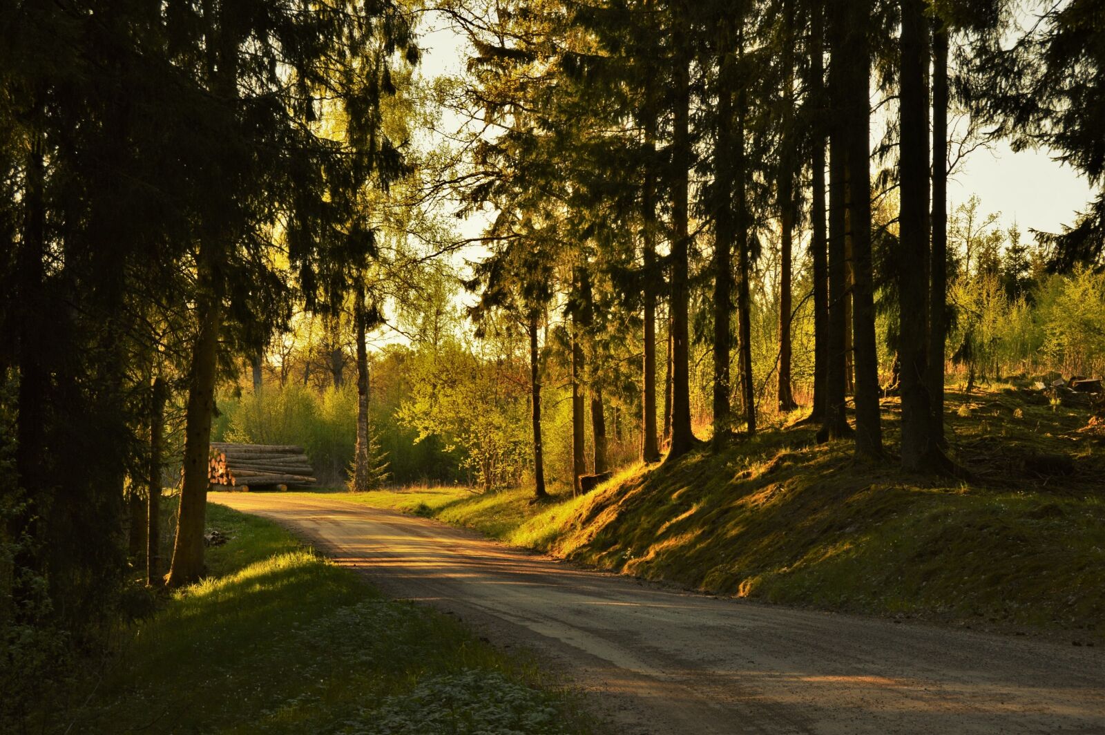 Nikon D3200 sample photo. Sunset, nature, tree photography