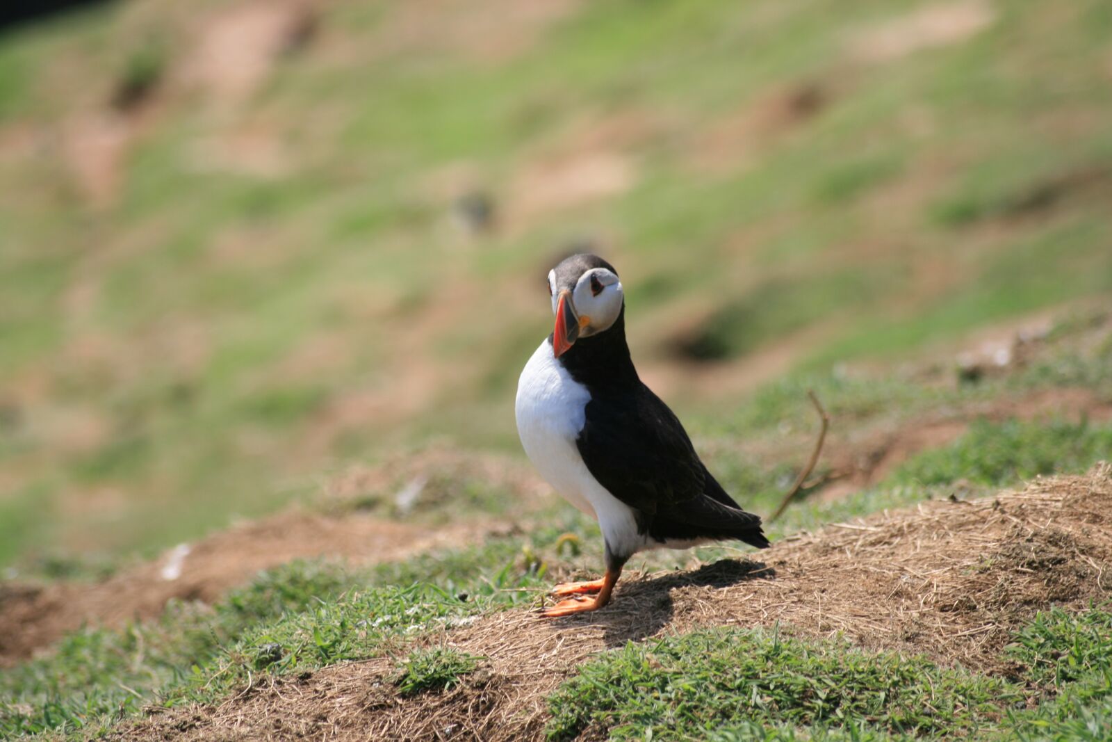 Canon EOS 400D (EOS Digital Rebel XTi / EOS Kiss Digital X) sample photo. Animal, puffin, bird photography