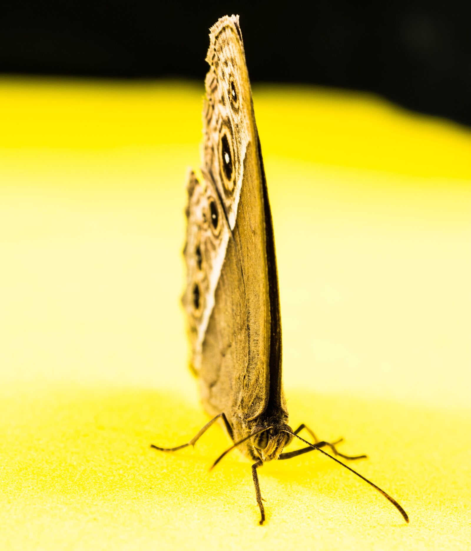 Nikon D5200 sample photo. Butterfly, insect photography