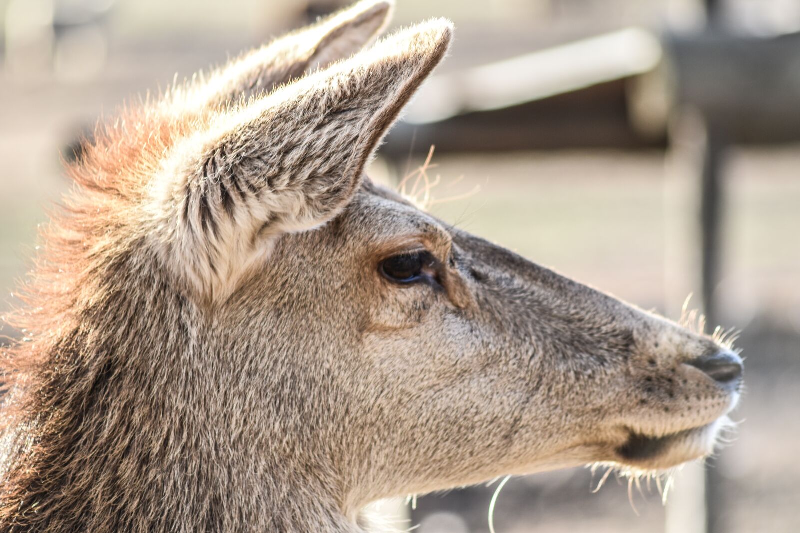 Nikon D5500 sample photo. Deer, female, animal photography