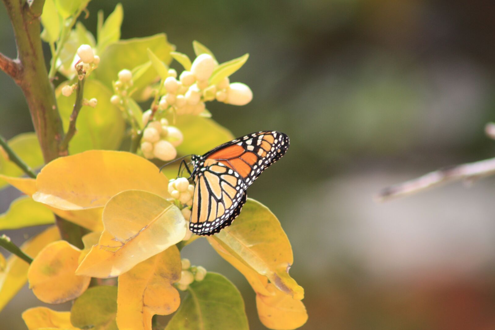 Canon EOS 450D (EOS Rebel XSi / EOS Kiss X2) sample photo. Monarch, butterfly, insect photography