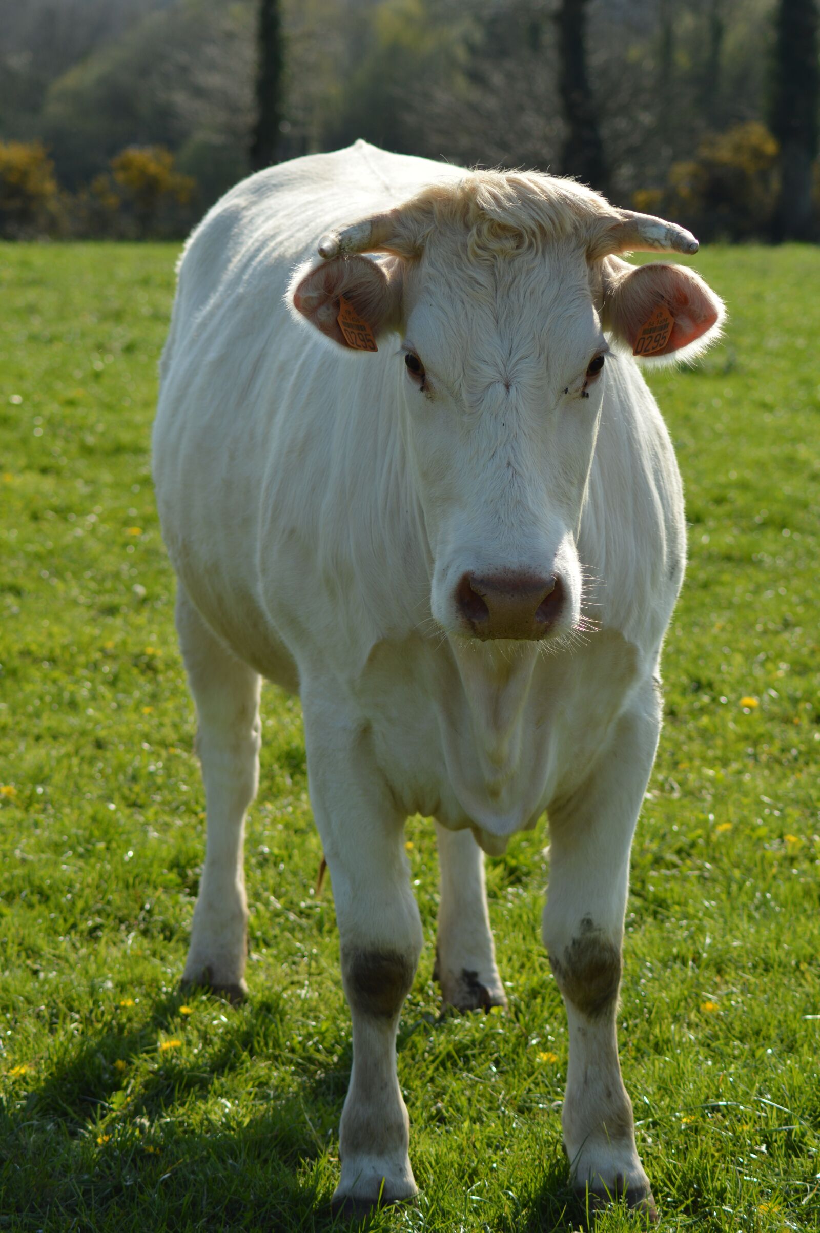 Nikon D3200 sample photo. Cow, field, farm photography