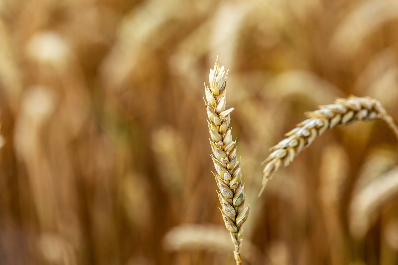 Canon EF 100mm F2.8L Macro IS USM sample photo. Wheat, wheat field, arable photography