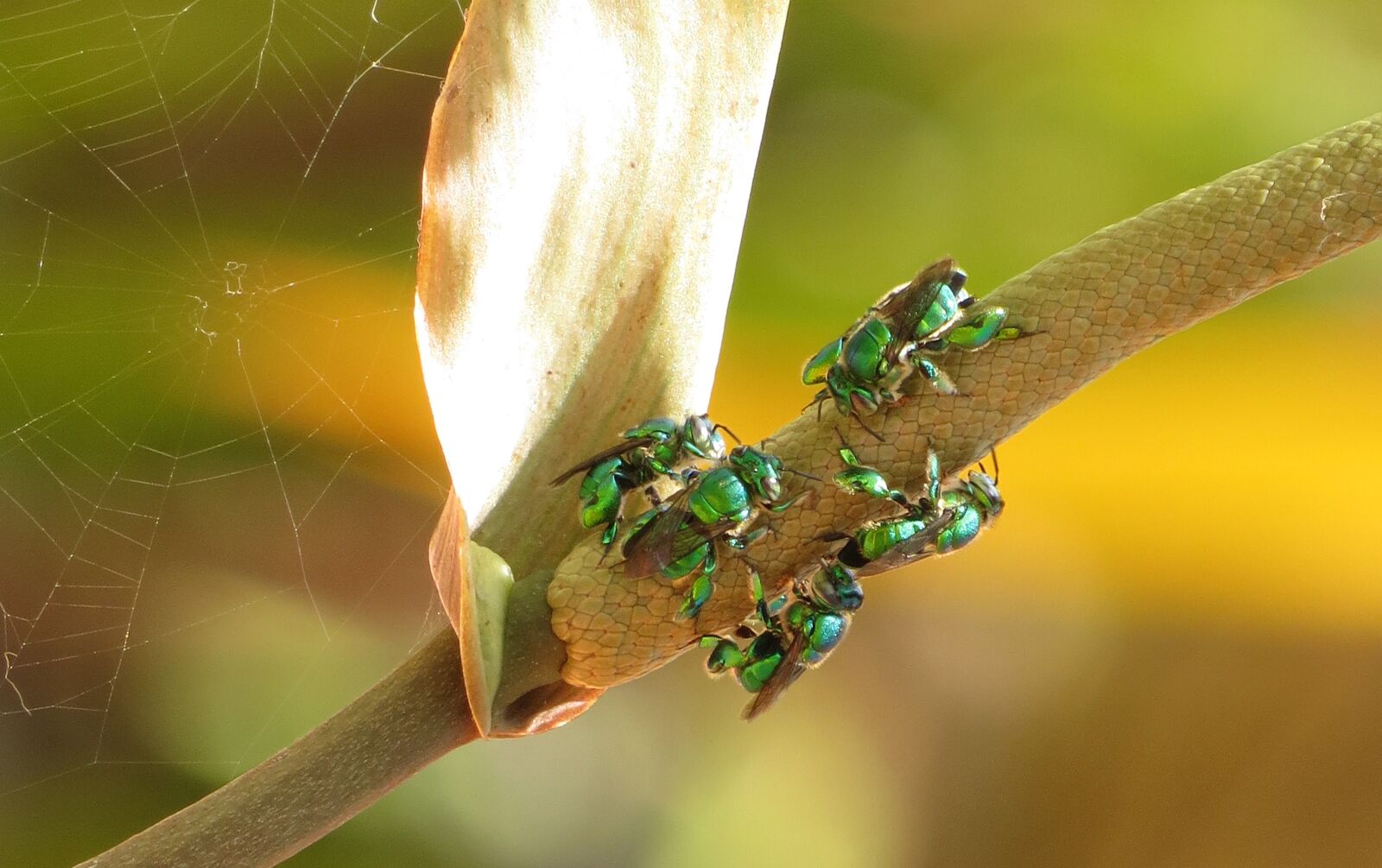 Canon PowerShot SX50 HS sample photo. Insect, nature, outdoors photography
