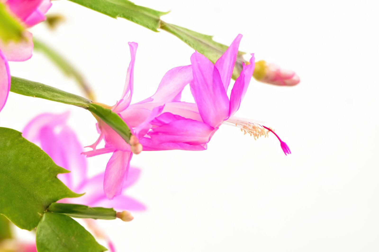 Nikon D610 sample photo. Flower, pink, bloom photography