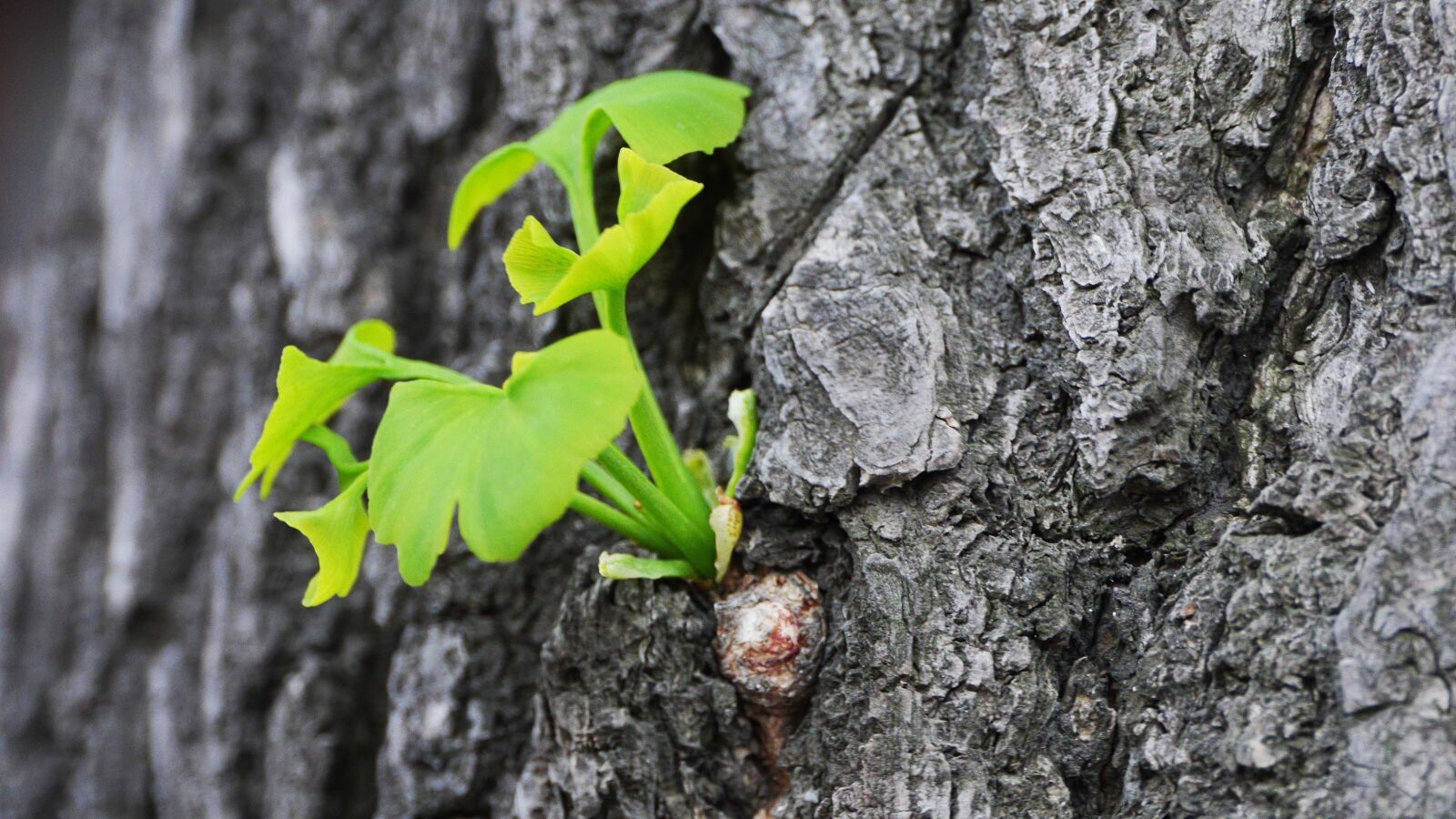 Panasonic Lumix DMC-GH3 sample photo. Ginkgo, wood, nature photography