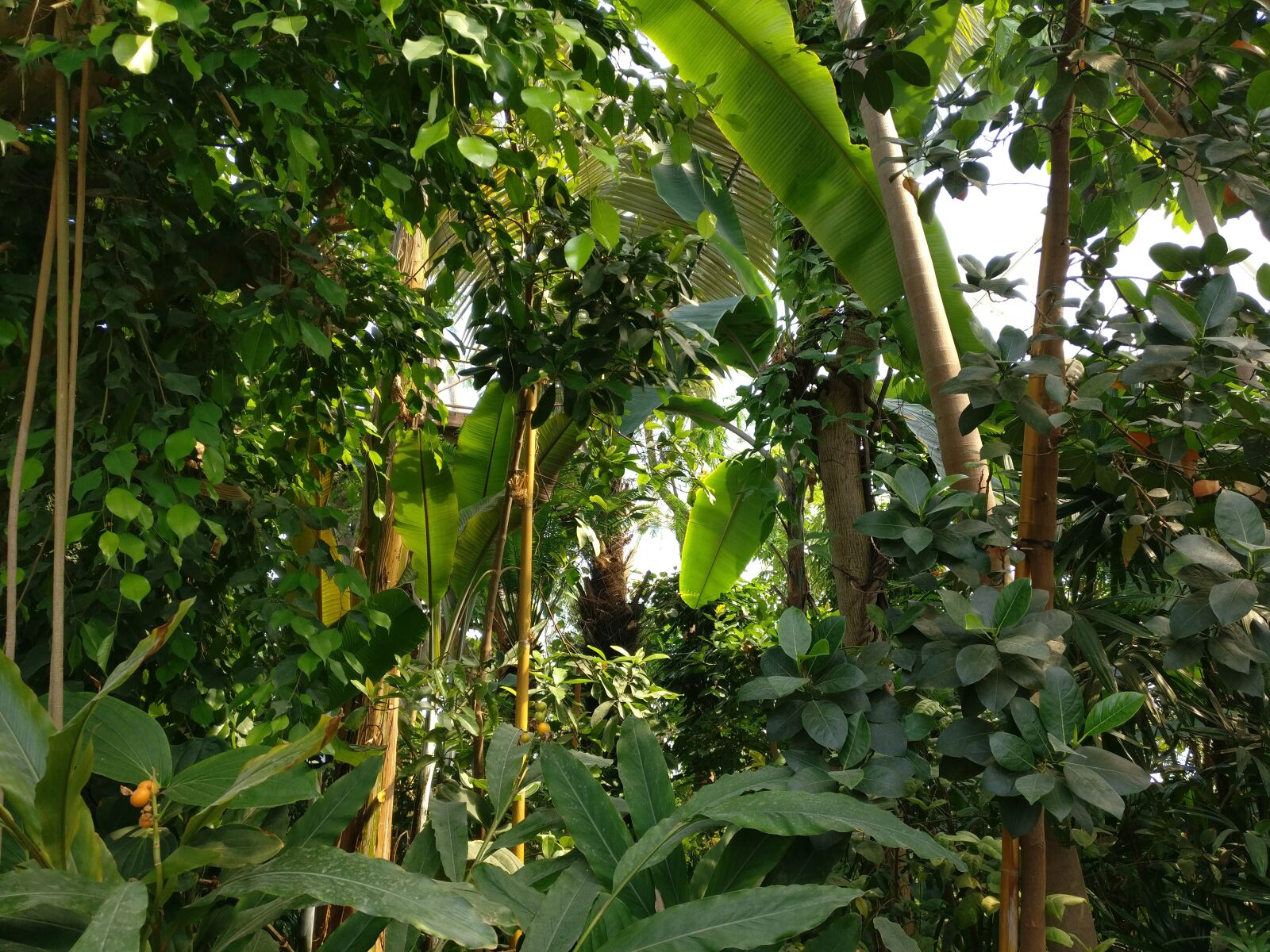 OnePlus A3003 sample photo. Jungle, greenhouse, nature photography