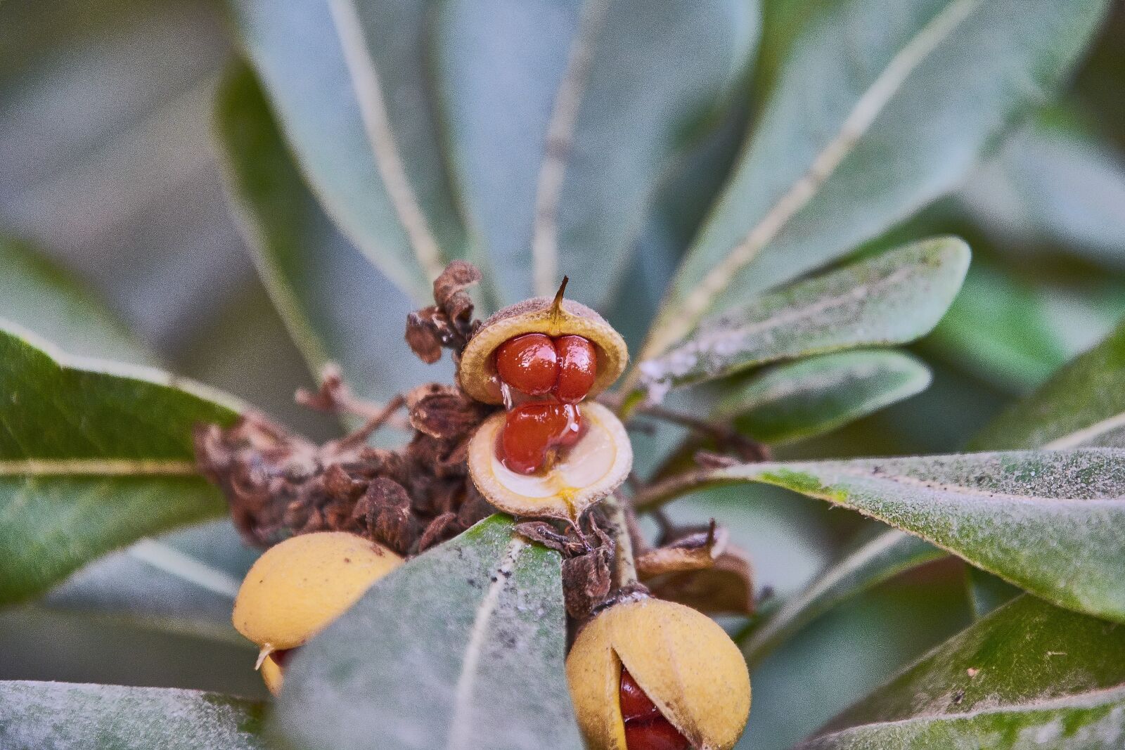 Nikon D7200 sample photo. Leaves, fruits, green photography