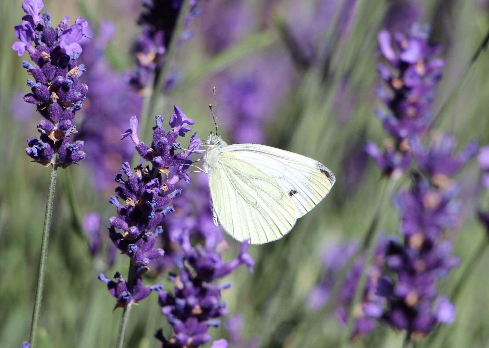Canon EOS 650D (EOS Rebel T4i / EOS Kiss X6i) sample photo. Butterfly, insect, lavender photography