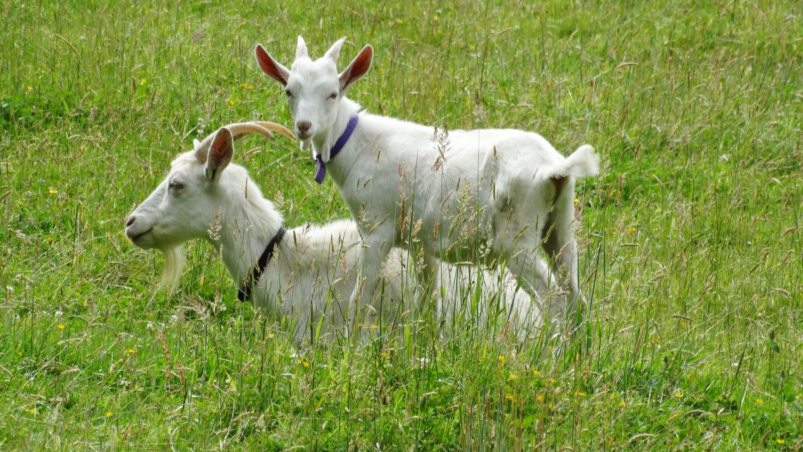 Sony Cyber-shot DSC-HX300 sample photo. Goats, goat, kid photography