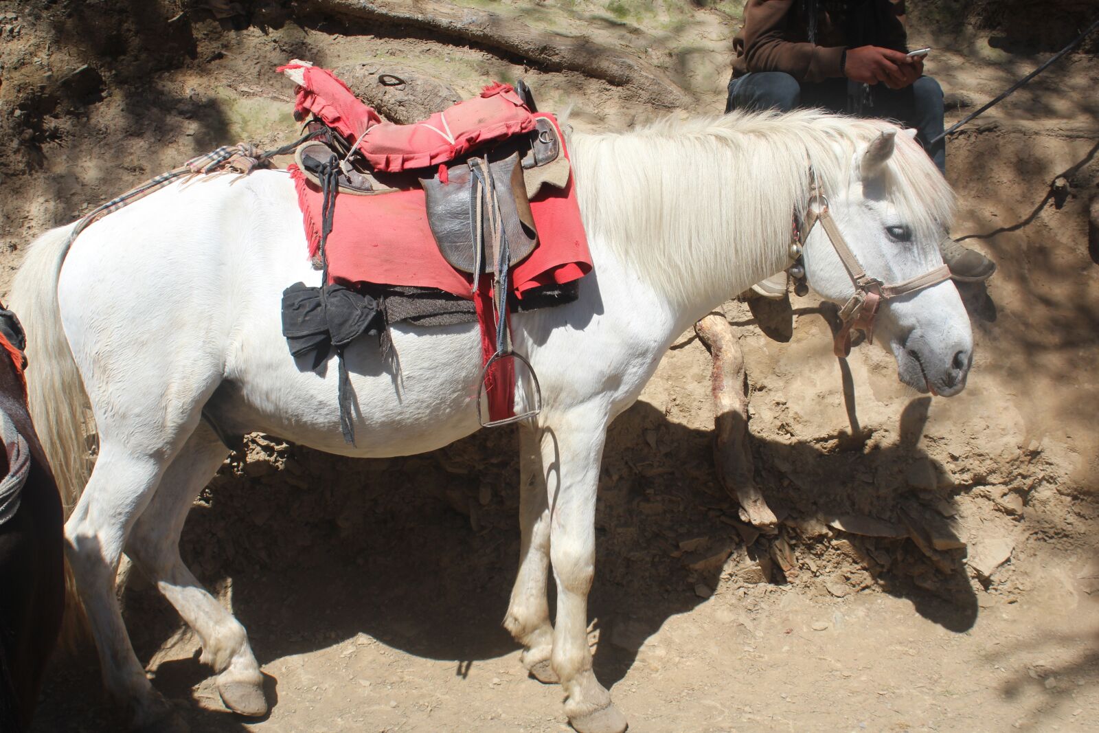 Canon EOS 1200D (EOS Rebel T5 / EOS Kiss X70 / EOS Hi) sample photo. Mule, pony, hinny photography