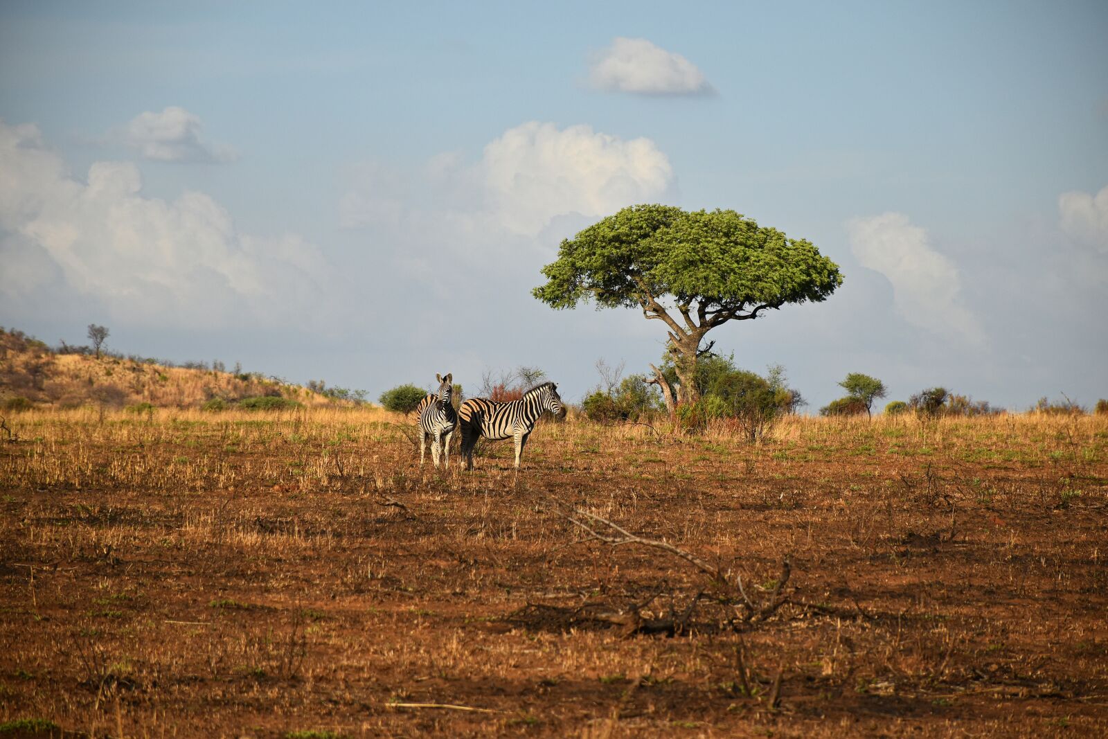 Nikon D5600 sample photo. Savannah, africa, safari photography