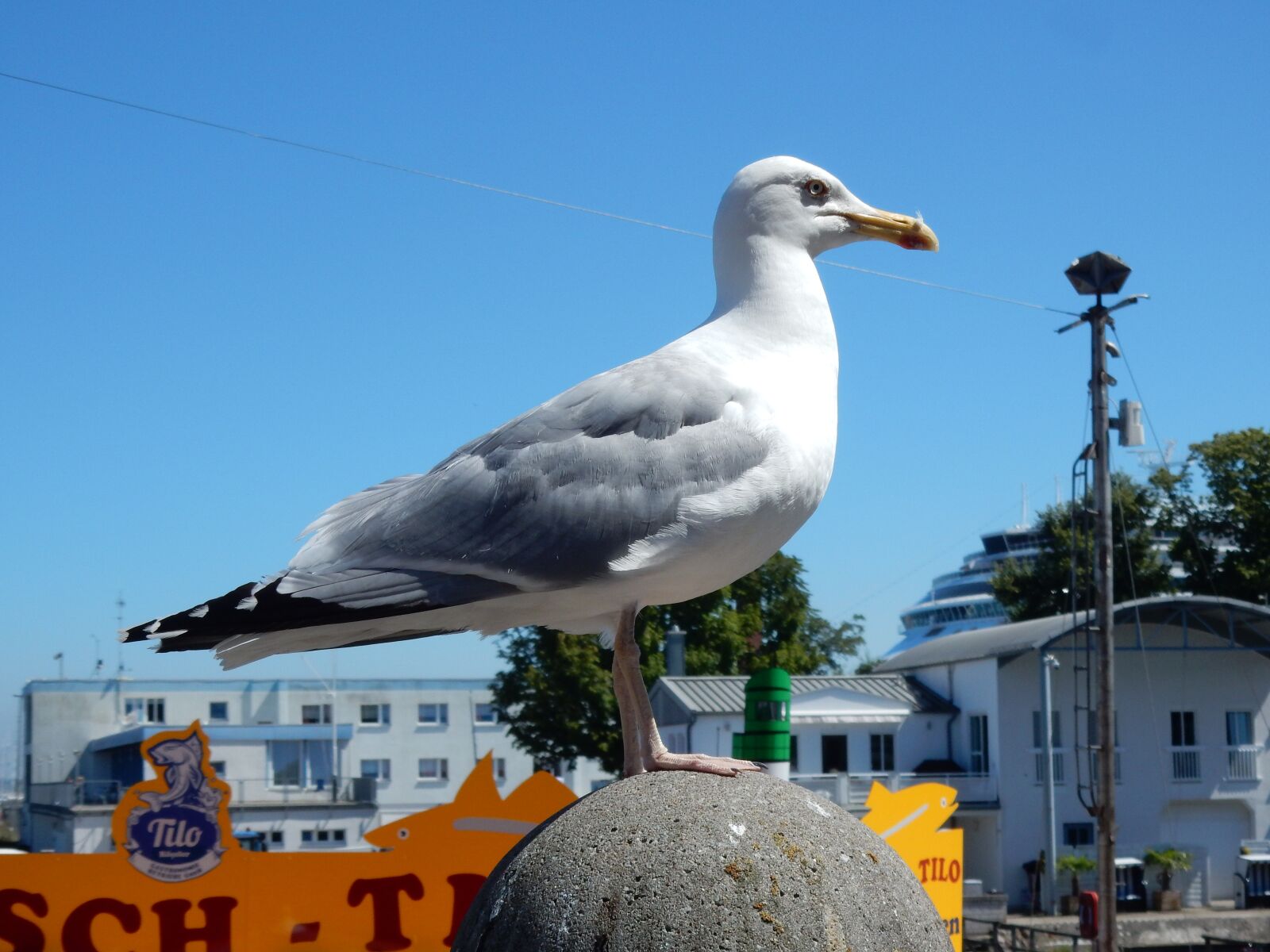 Nikon Coolpix S9700 sample photo. Seagull, animal, bird photography