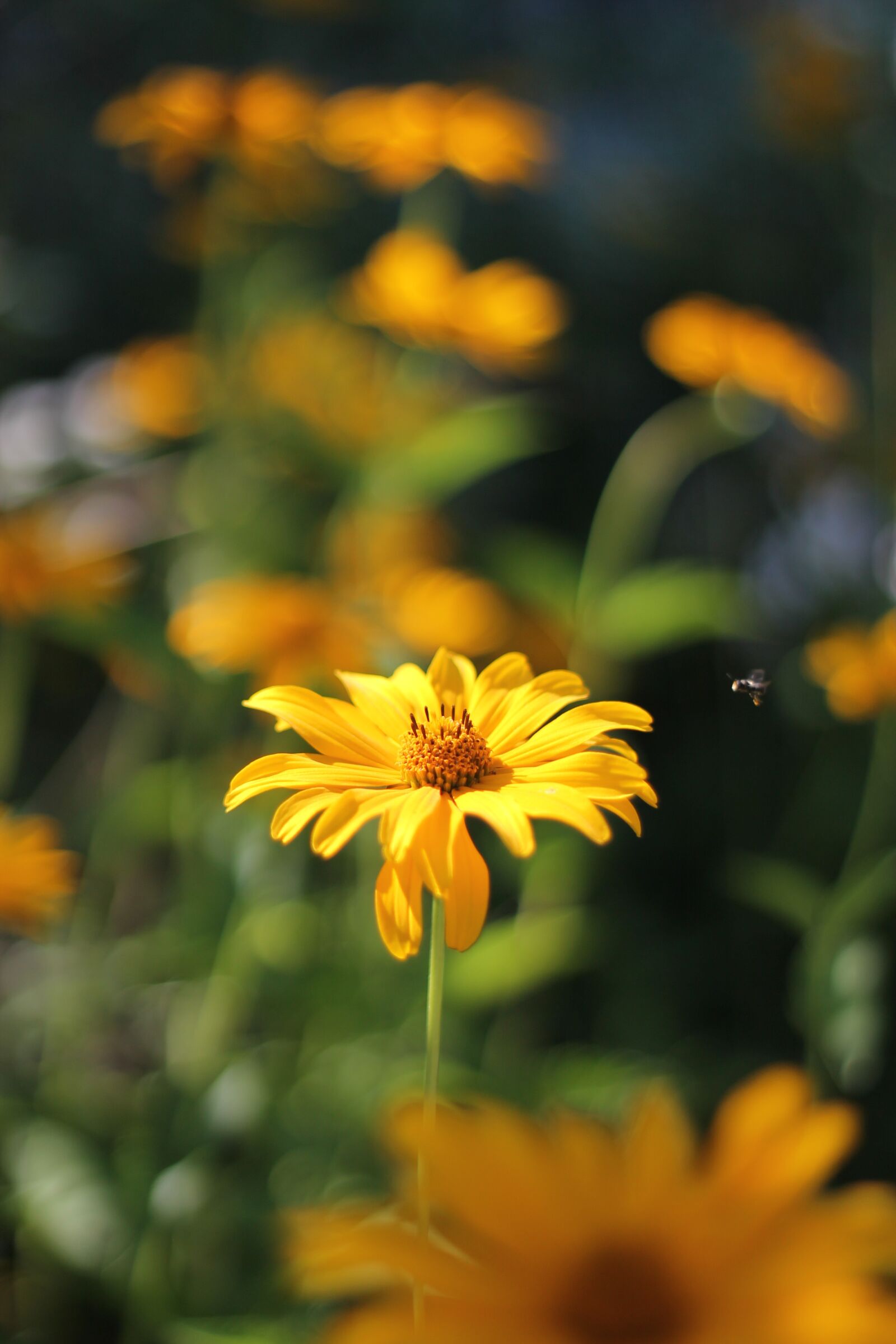 Canon EOS 1100D (EOS Rebel T3 / EOS Kiss X50) + Canon EF 50mm F1.8 II sample photo. Flower, yellow, bee photography