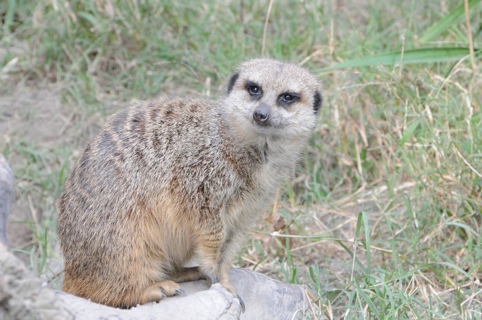 Nikon D300S sample photo. Mammal, wildlife, animal photography