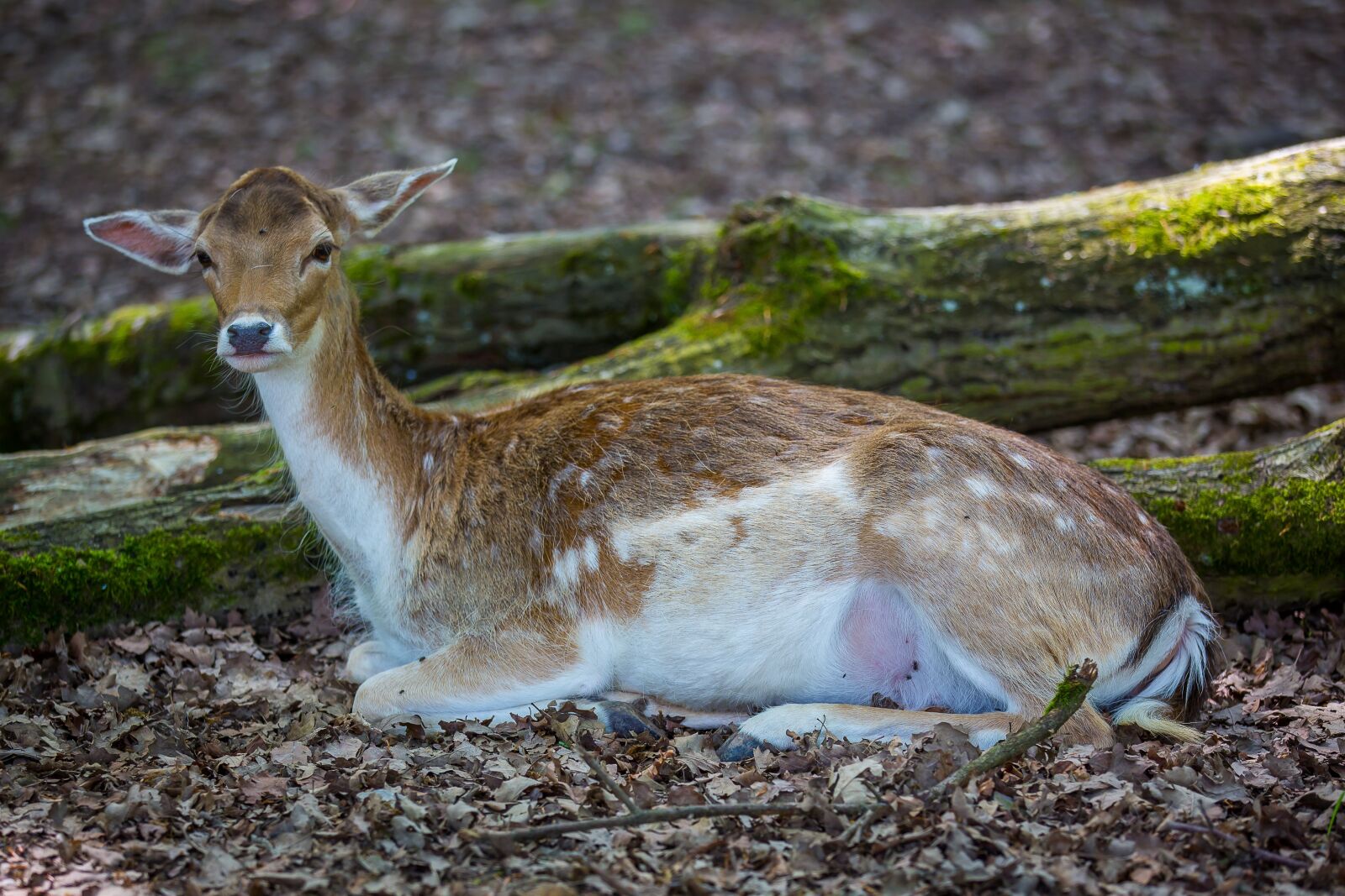 Canon EOS 5D Mark III sample photo. Wild, roe deer, dybowskiwild photography