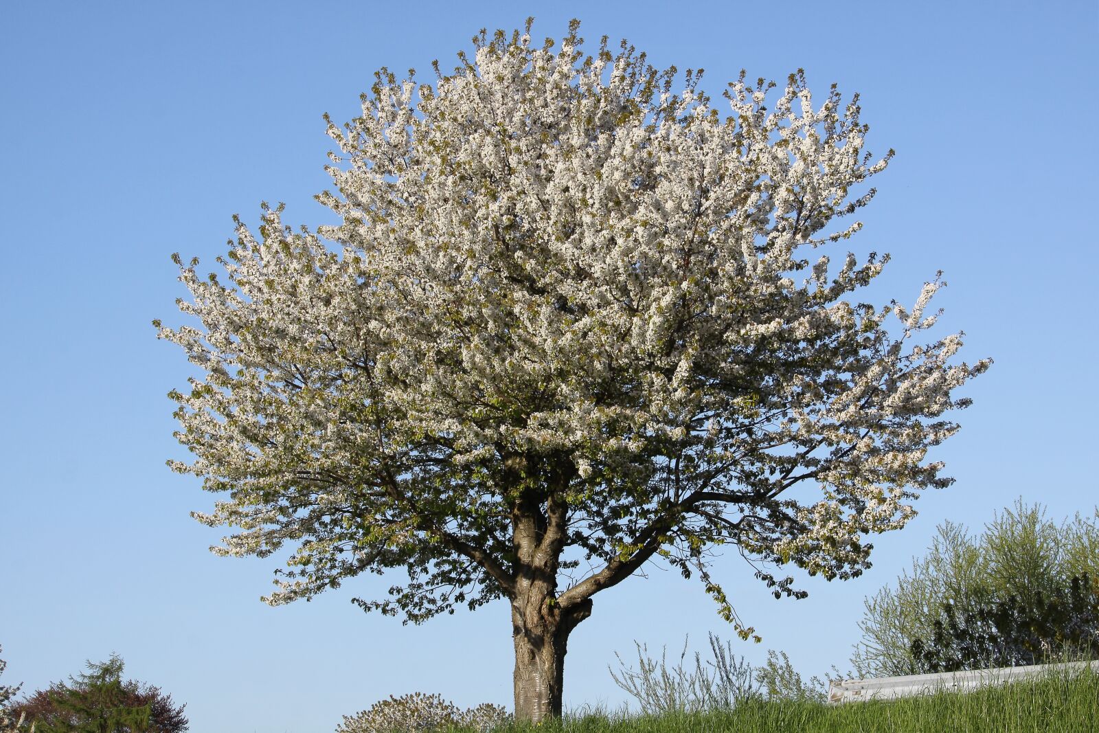 Canon EOS 50D sample photo. Cherry tree, spring, white photography