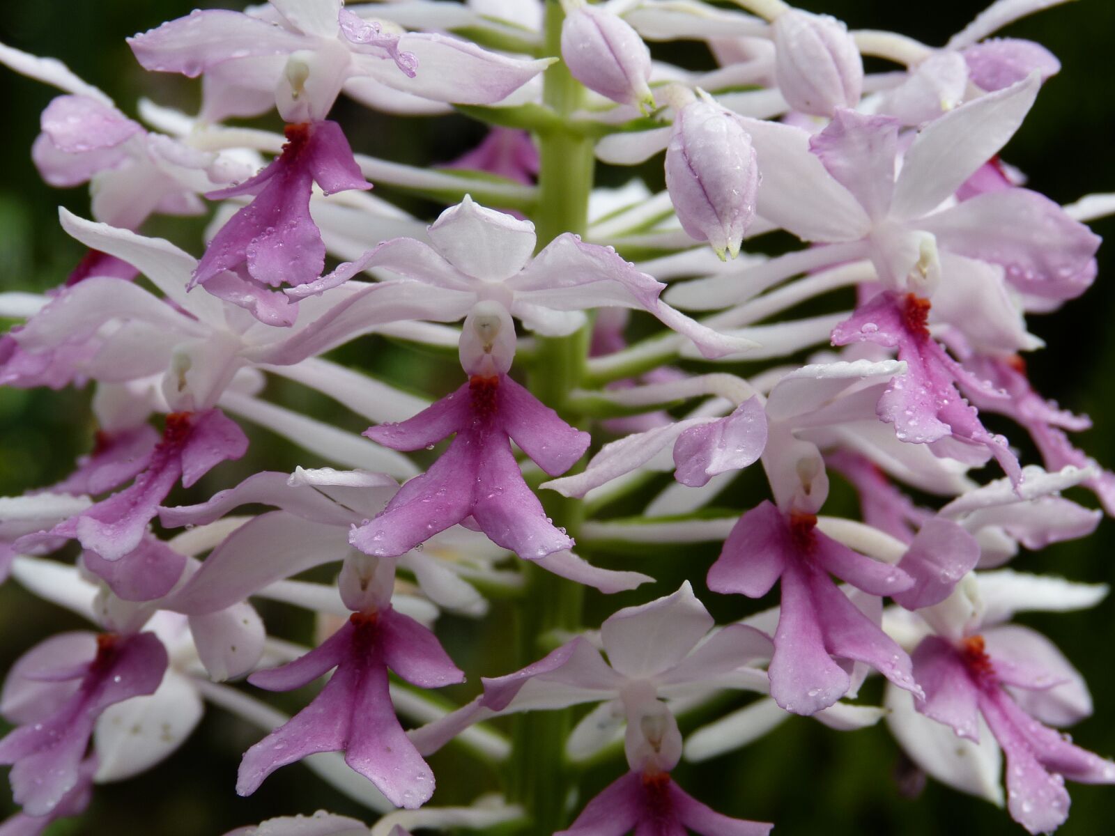 Panasonic Lumix DMC-FZ150 sample photo. Orchid, flower, blossom photography