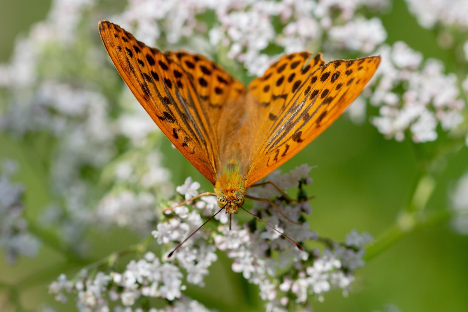 Nikon D7200 sample photo. Butterfly, perle ovec st photography