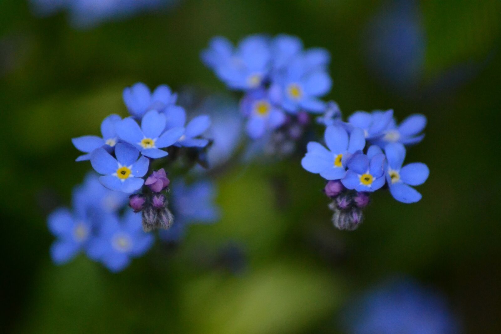 Nikon D3100 sample photo. Flowers, blue, spring photography