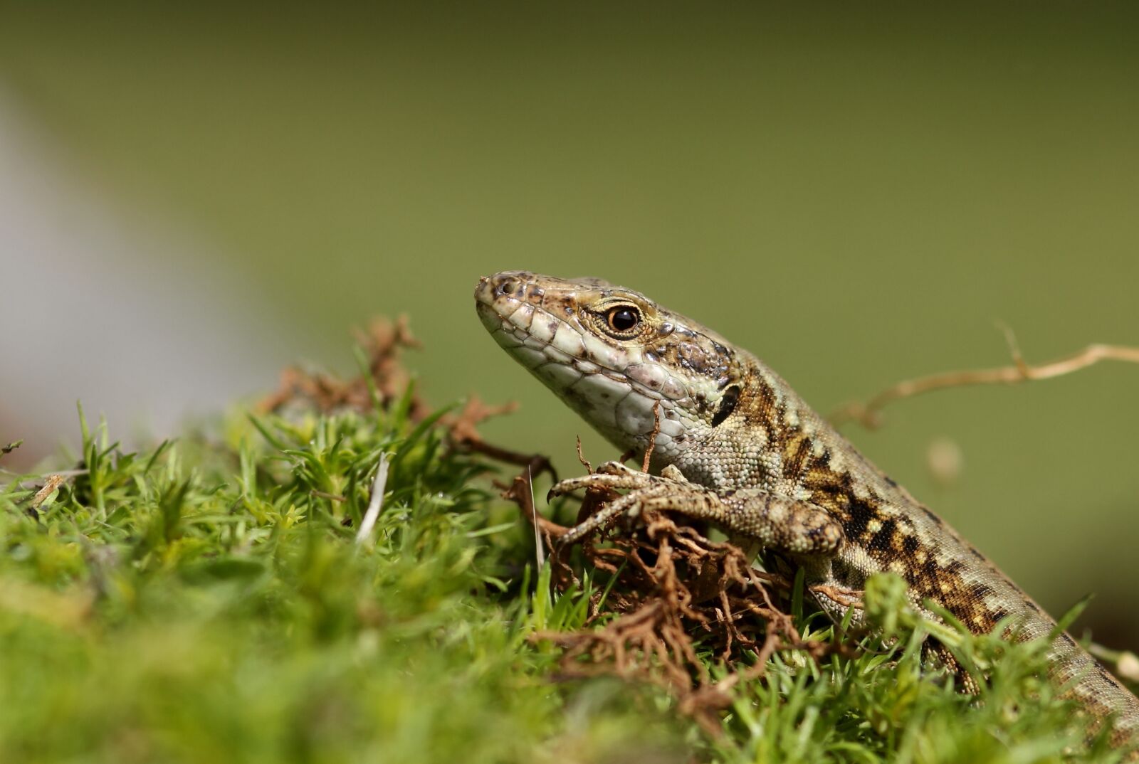 Canon EOS 450D (EOS Rebel XSi / EOS Kiss X2) sample photo. Lizard, reptile, foam photography
