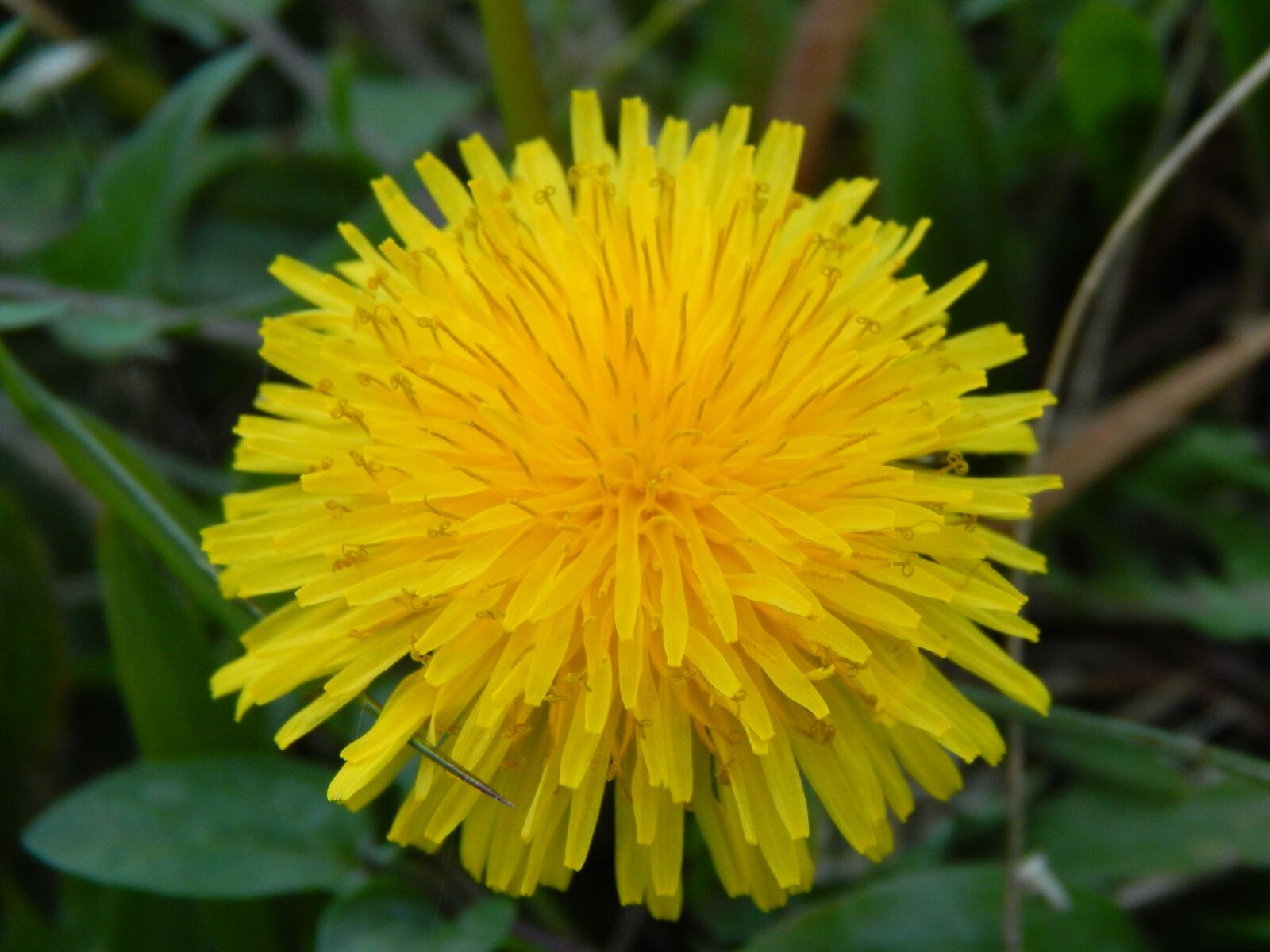 Nikon Coolpix L820 sample photo. Dandelion, yellow flower, wild photography