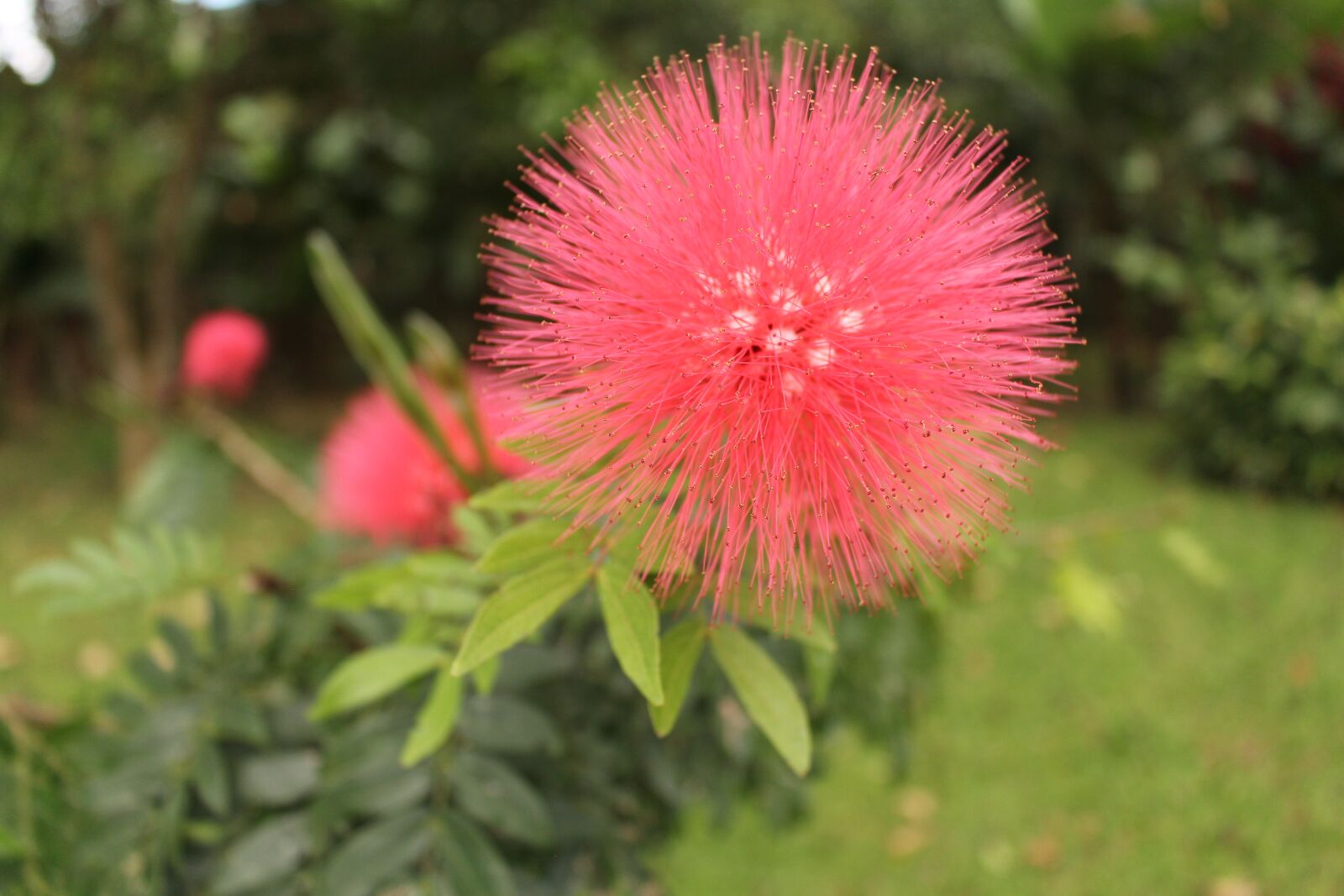 Canon EOS 700D (EOS Rebel T5i / EOS Kiss X7i) sample photo. Flower, nature, spring photography